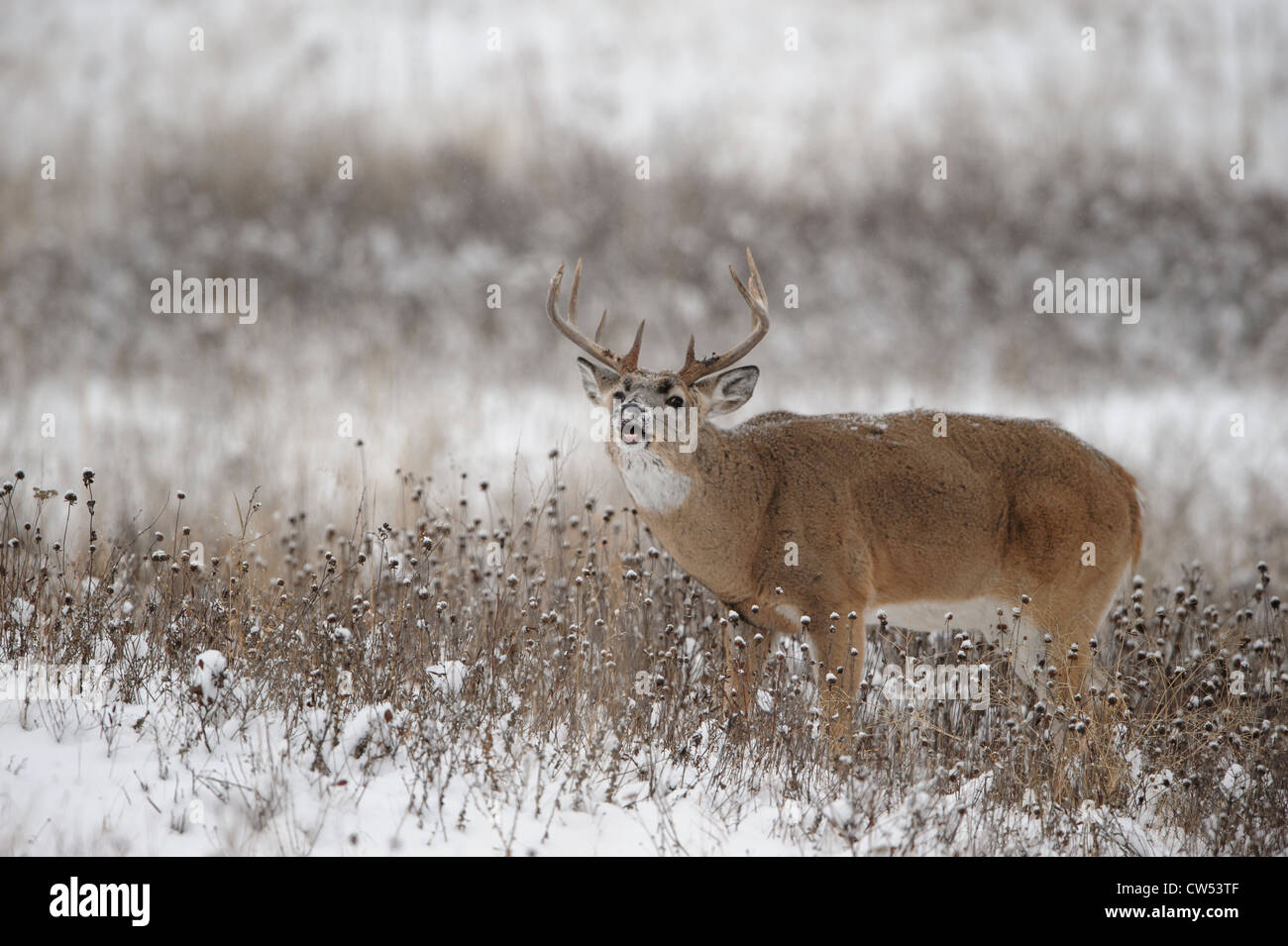 Weißwedelhirsche Buck in der Brunft, Western Montana Stockfoto