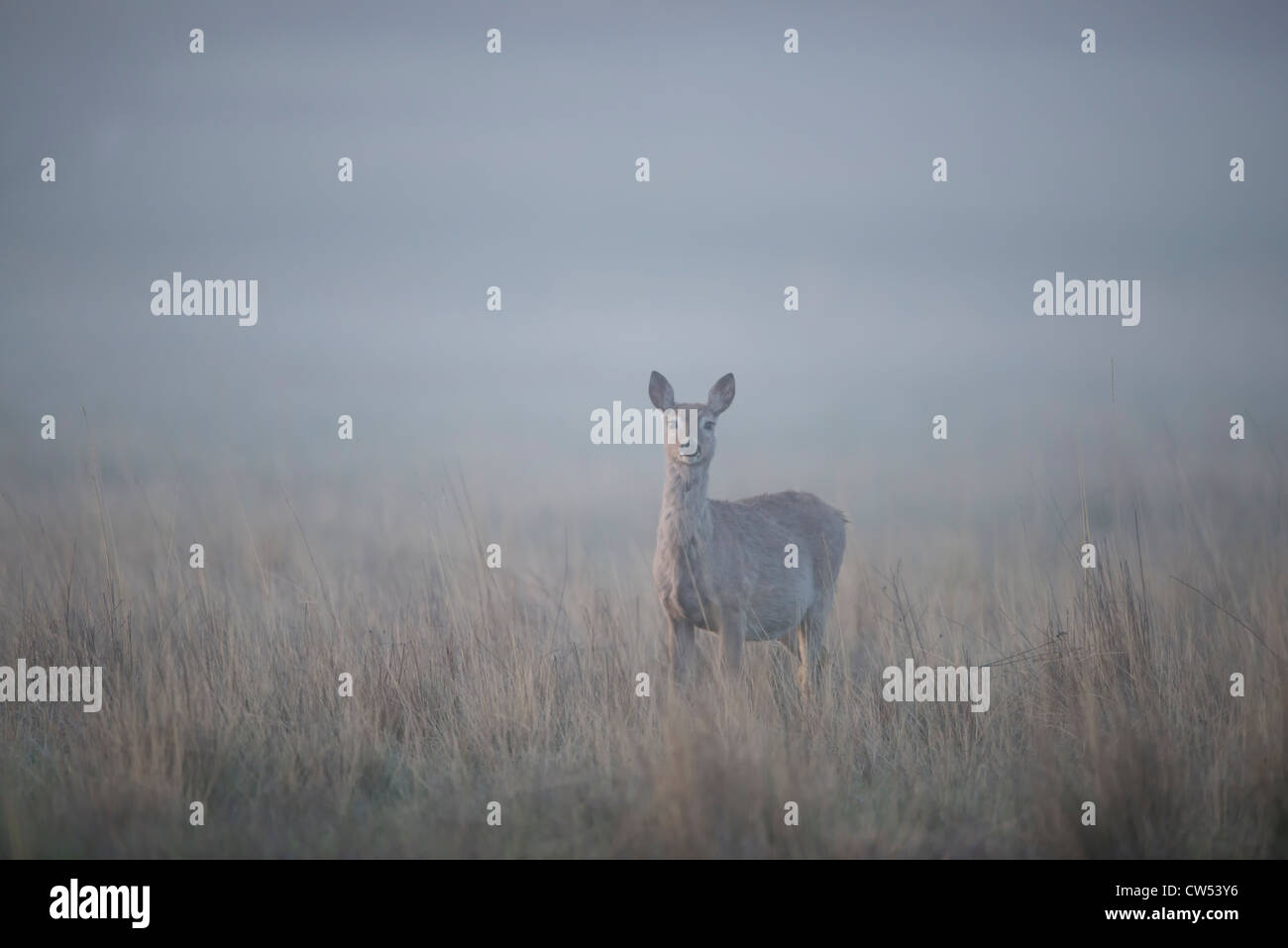 Ein weißwedelhirsche im Morgennebel, Lee metcalf National Wildlife Refuge, Montana Stockfoto