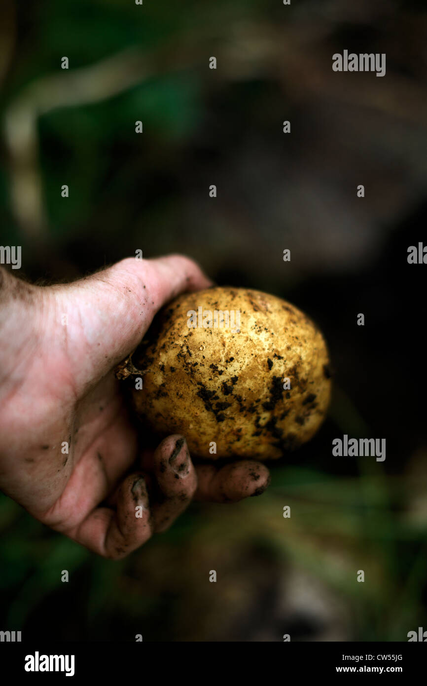 Des Menschen Hand gelb Yukon Gold Kartoffel frisch ausgegraben. Stockfoto