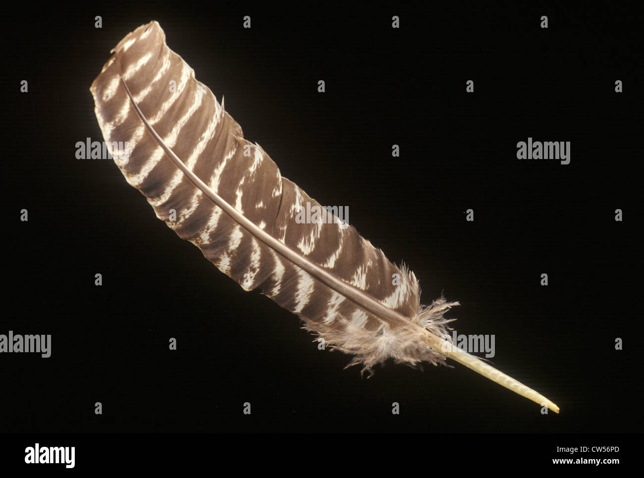 Federkiel, wie man früher bei Unterzeichnung der ...