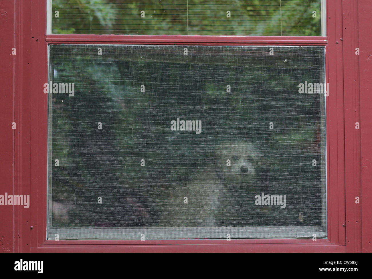 Ein Hund, der Blick durch ein Fenster. Stockfoto