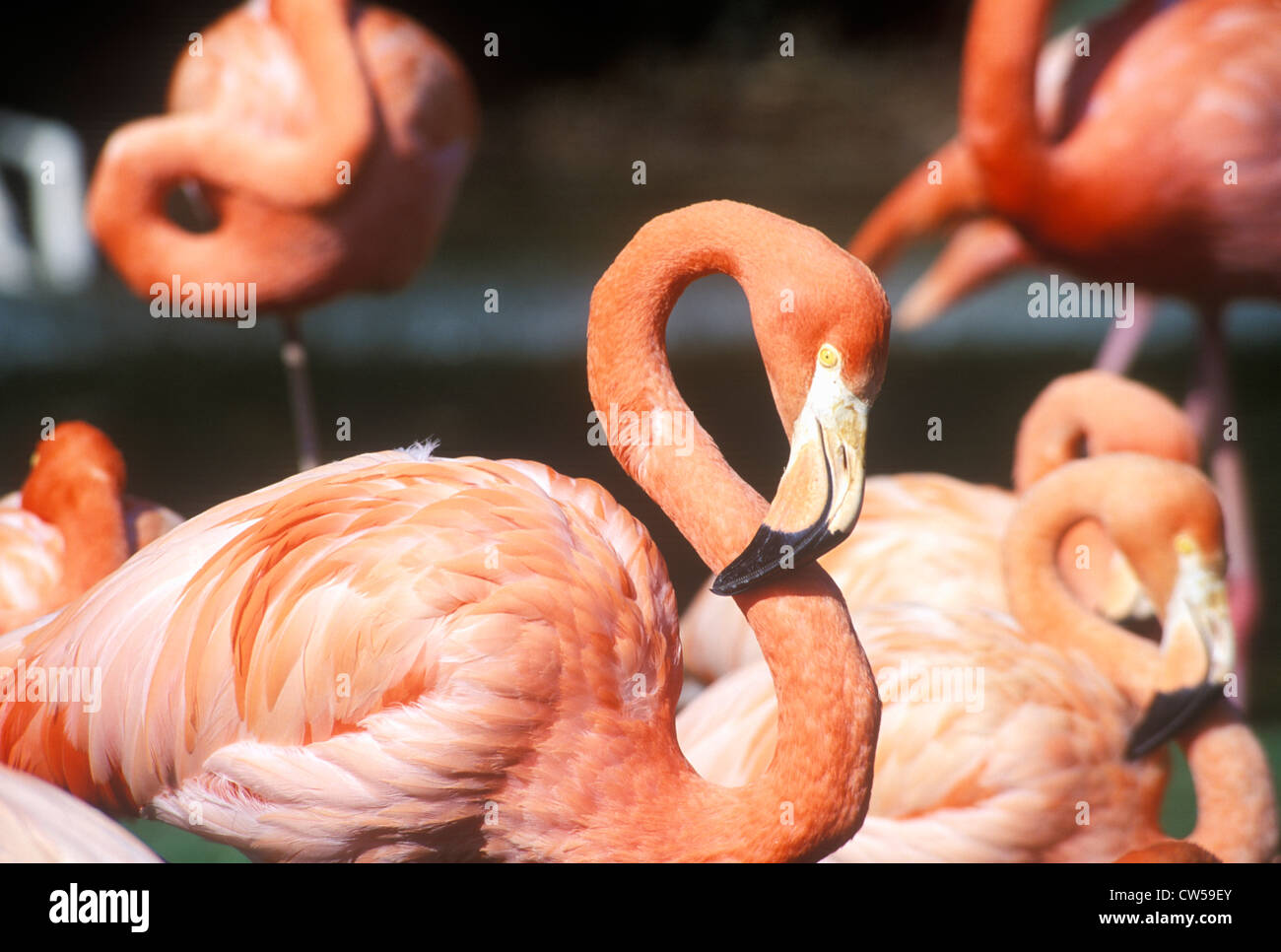 Nahaufnahme der rosa Flamingo, San Diego Zoo, CA Stockfoto
