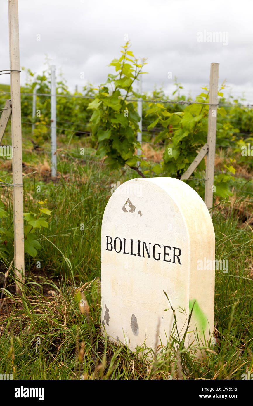 Epernay, Frankreich, Europa. Weingut Namen posten.  Bollinger. Am Rande des Feldes Weinrebe in der Champagne. Stockfoto