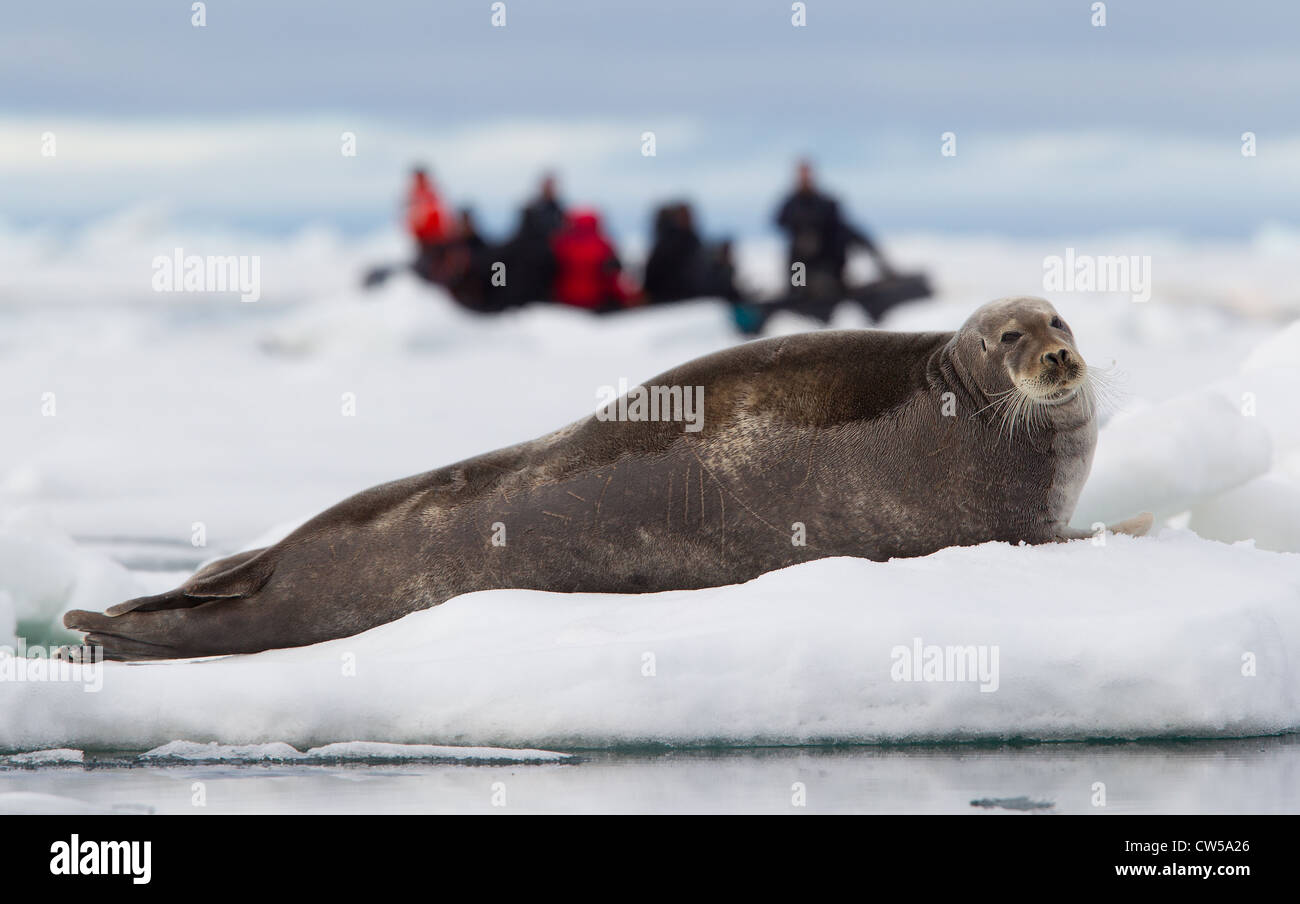 Bartrobbe und touristen -Fotos und -Bildmaterial in hoher Auflösung – Alamy