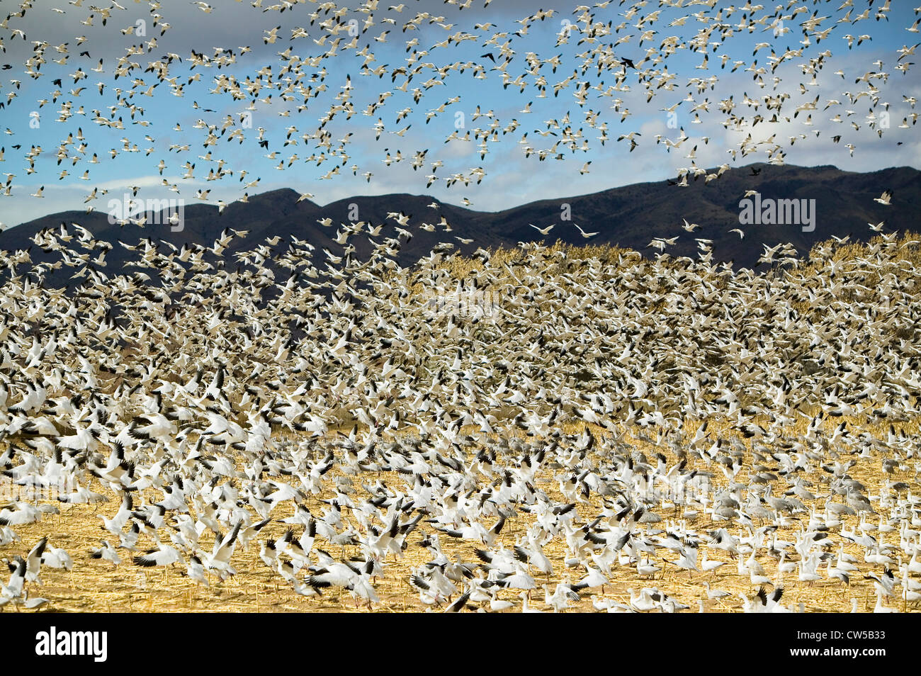 Tausenden Schnee Gänse fliegen über Maisfeld Bosque del Apache National Wildlife Refuge in der Nähe von San Antonio Socorro New Mexico Stockfoto