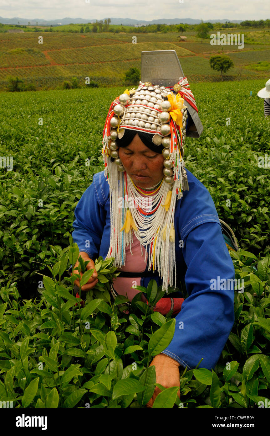 Bergvolk Dame Kommissionierung Tee, Tee-Plantage, Chiang Rai, Nordthailand Stockfoto