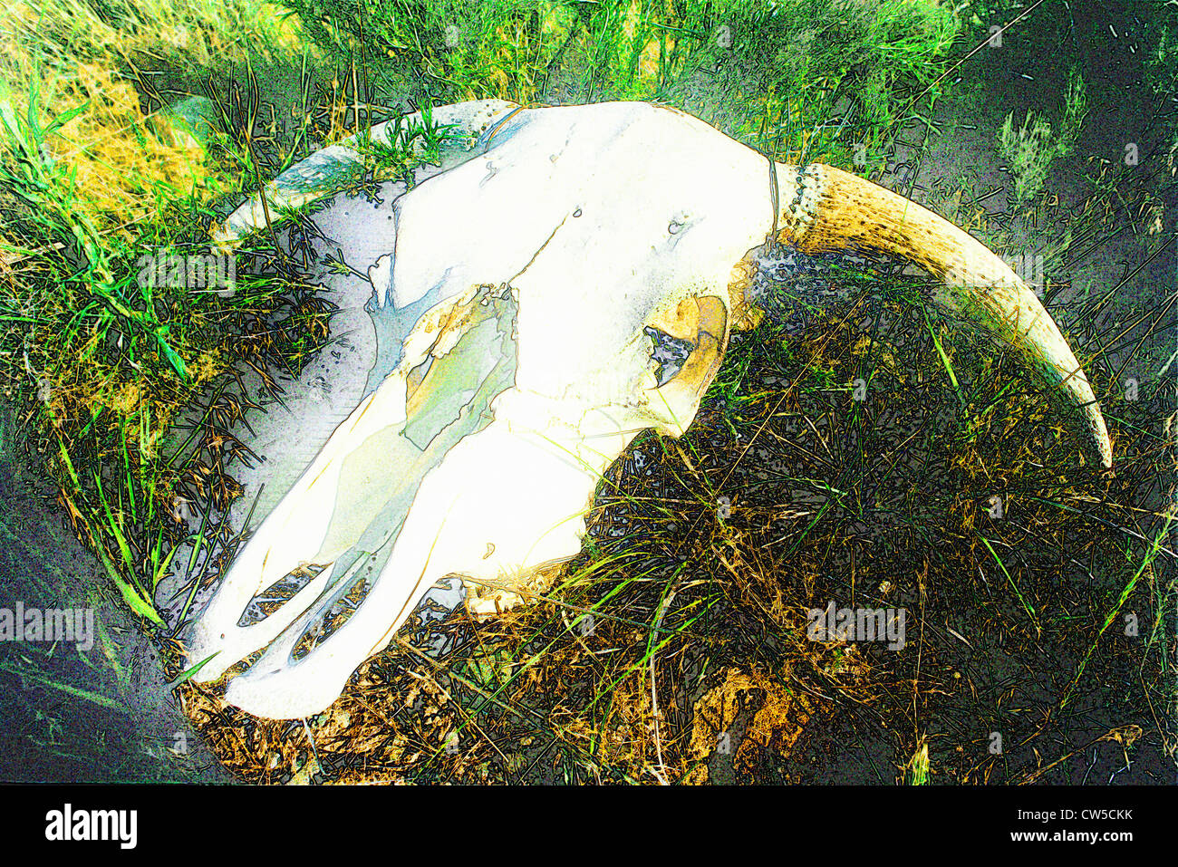 Stilisierte Schädel von Longhorn Stier in einem Feld - digital verändert Stockfoto