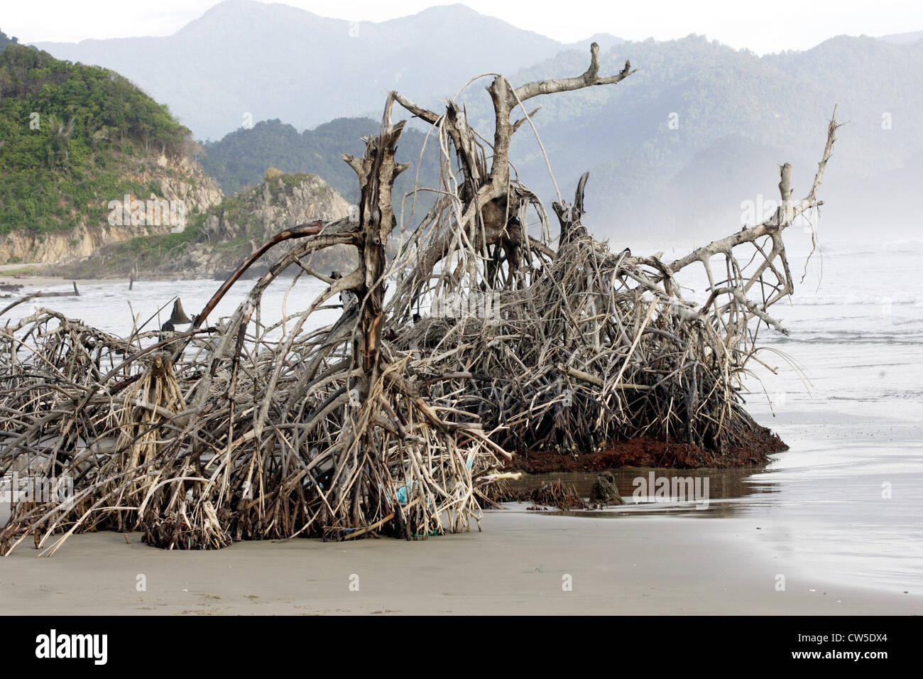 Wurde in den Mangroven, der Tsunami verwüsteten Strand von Lhoknga zerstört. Stockfoto