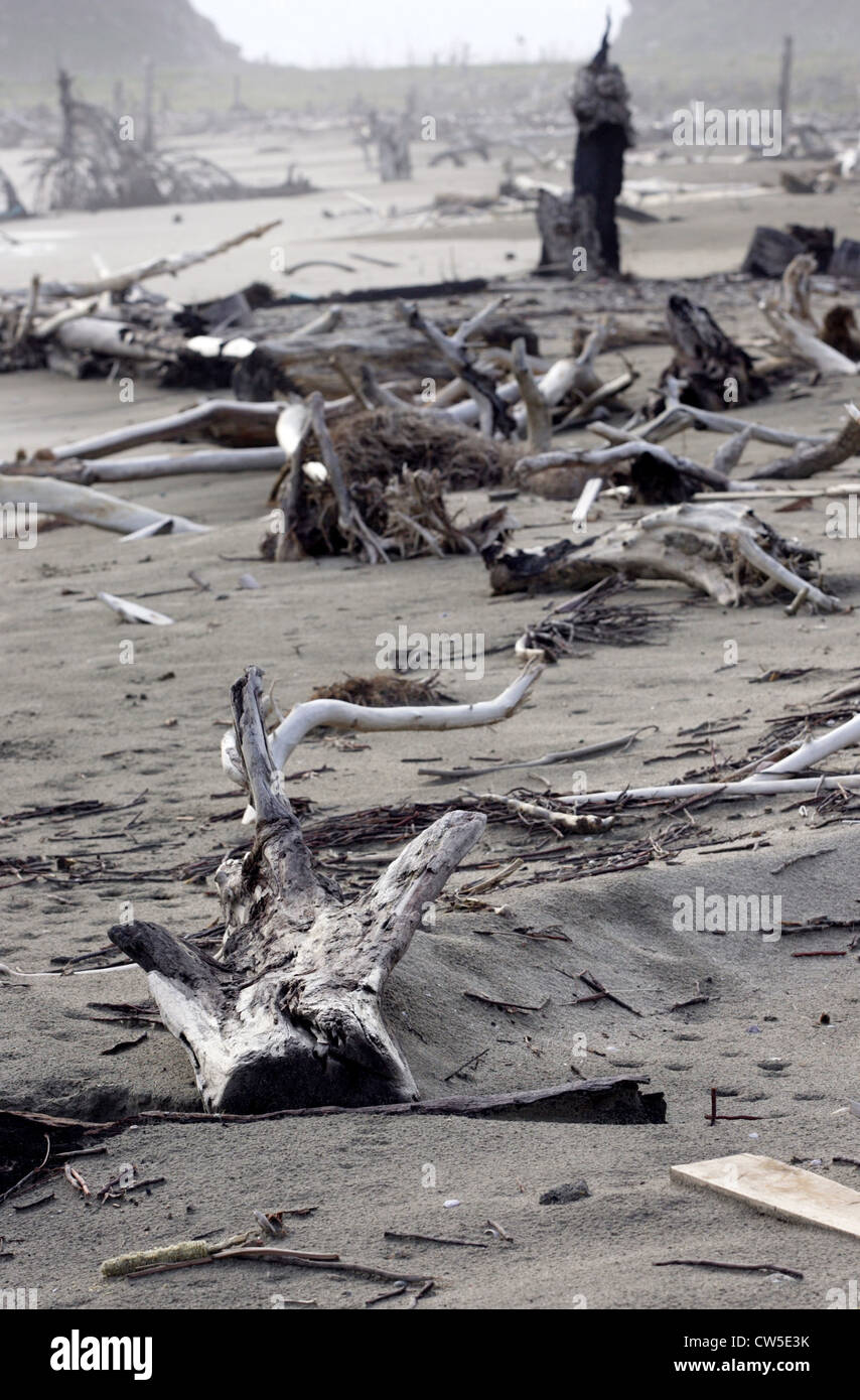 Treibholz am Tsunami verwüsteten Strand von Lhoknga. Stockfoto