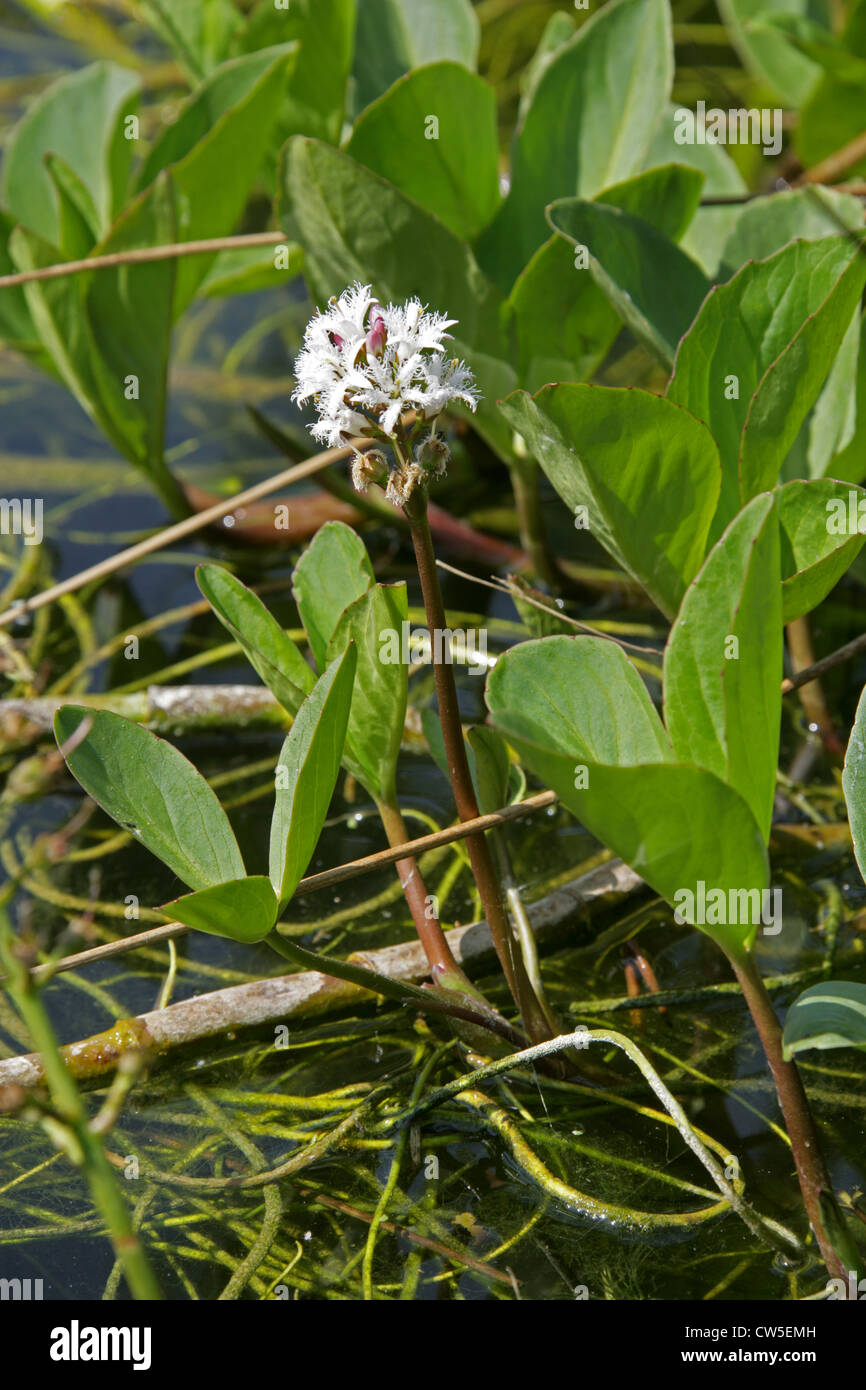 Fieberklee oder Bitterklee, Menyanthes Trifoliata, Menyanthaceae. Aka Moor-Myrte, Marsh Trefoil, Marsh-Klee, Wasser-Kleeblatt. Stockfoto