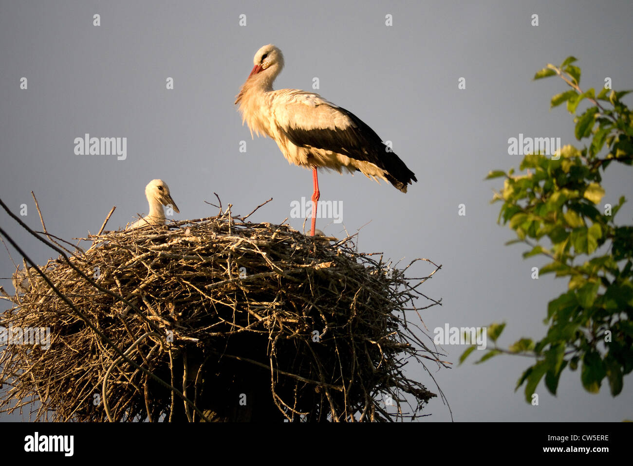 Verschachtelung Storch in Lettland Stockfoto