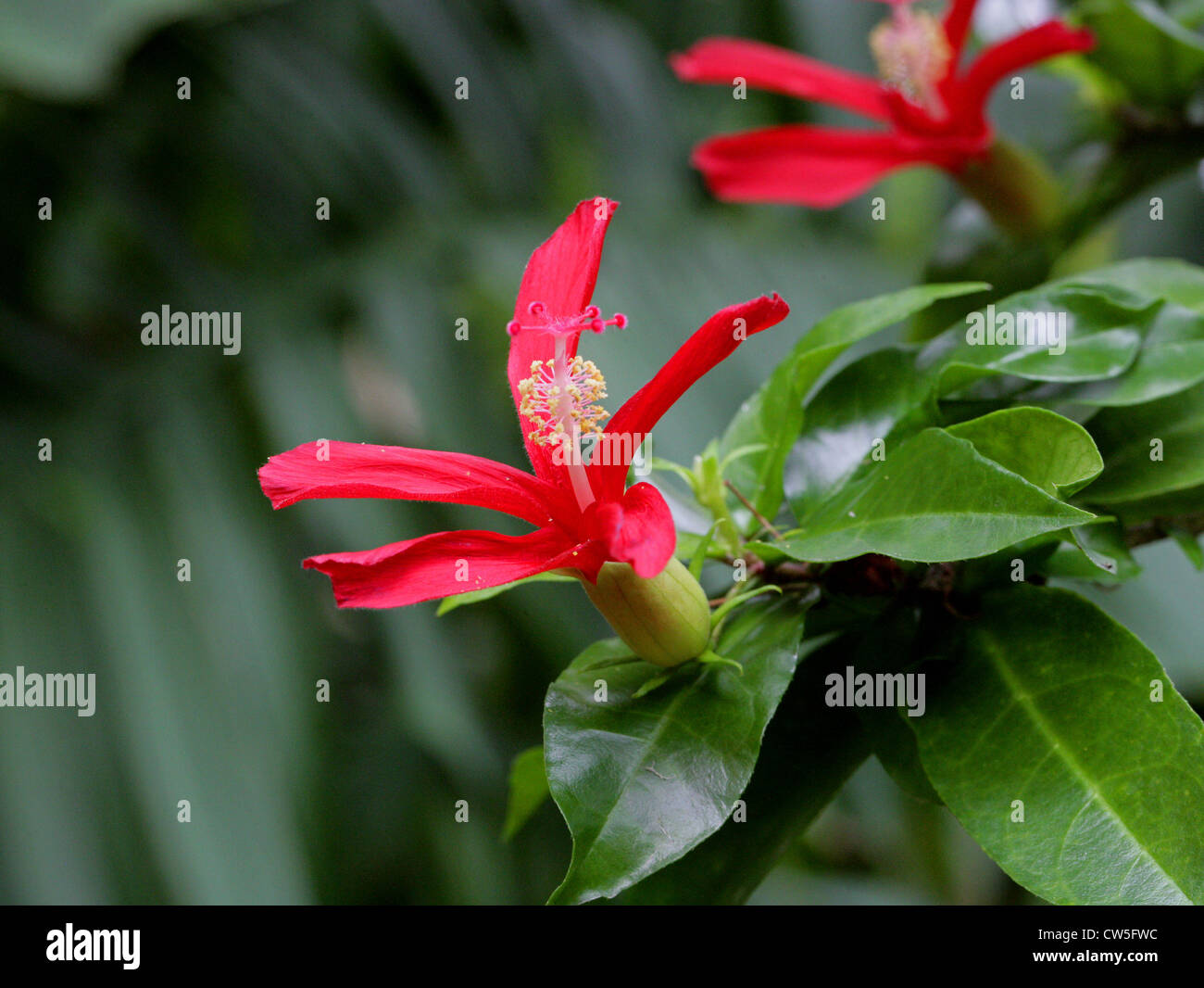 Clays Hibiskus, rot Kauai Rosemallow Hibiscus Clayi, Malvaceae. Hawaii. Vom Aussterben bedrohte Pflanzenarten. Stockfoto