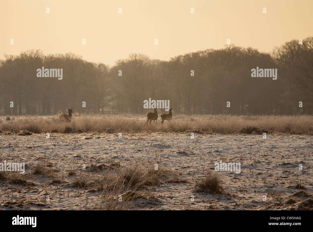 Hirsche im Richmond Park Stockfoto