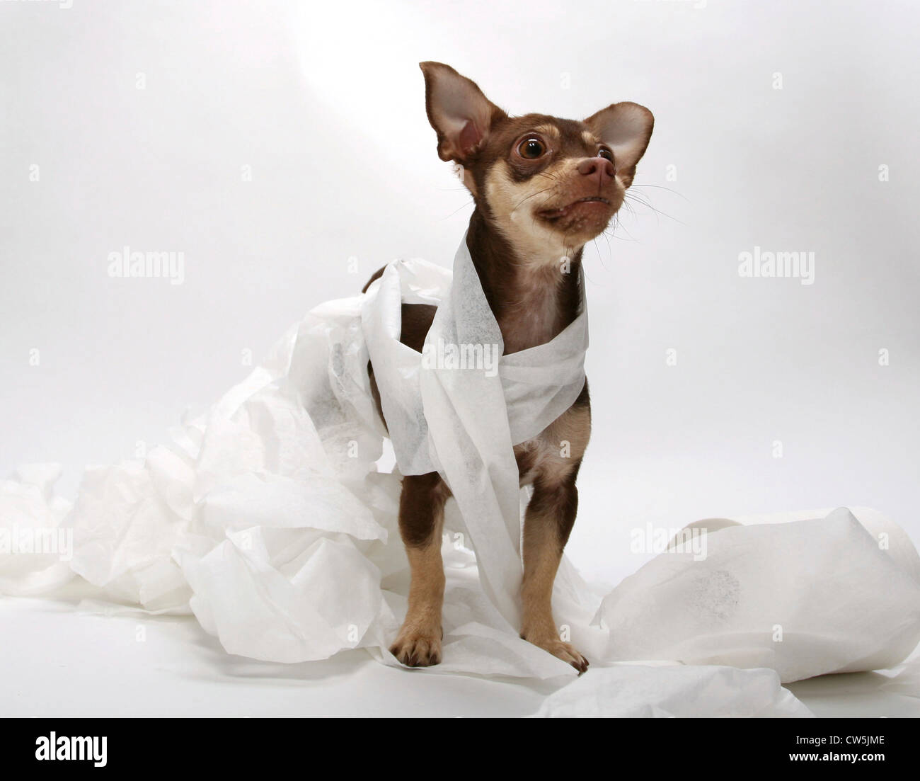 Chihuahua durcheinander Toilettenpapier Stockfoto
