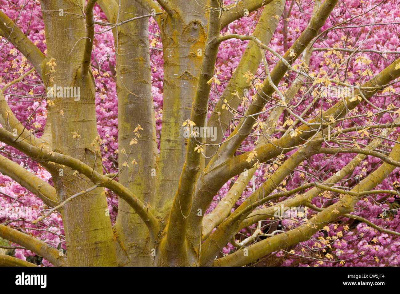 Kirschbäume blühen in einem Park, Skagit Valley, Roozengaarde, Washington, USA Stockfoto