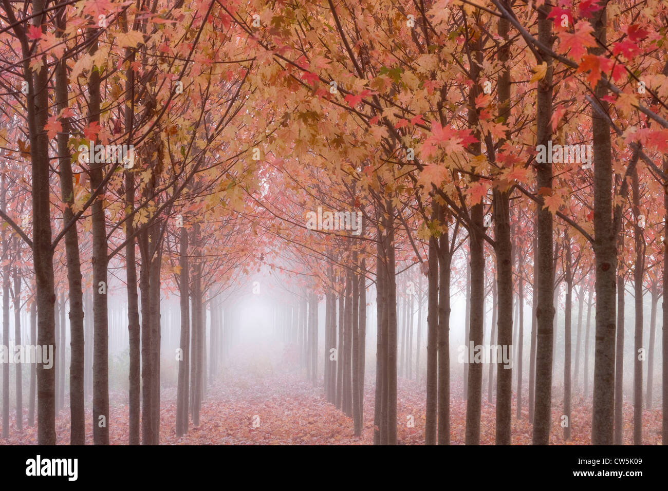 Herbstliche Ahornbäume in einem Wald, Willamette Valley, Oregon, USA Stockfoto