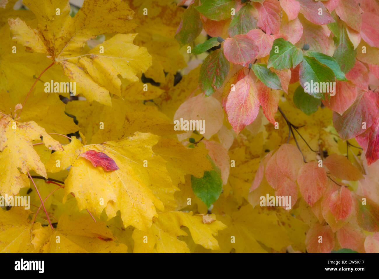 Nahaufnahme von Ahorn Blätter, Columbia River Gorge, Washington State, USA Stockfoto