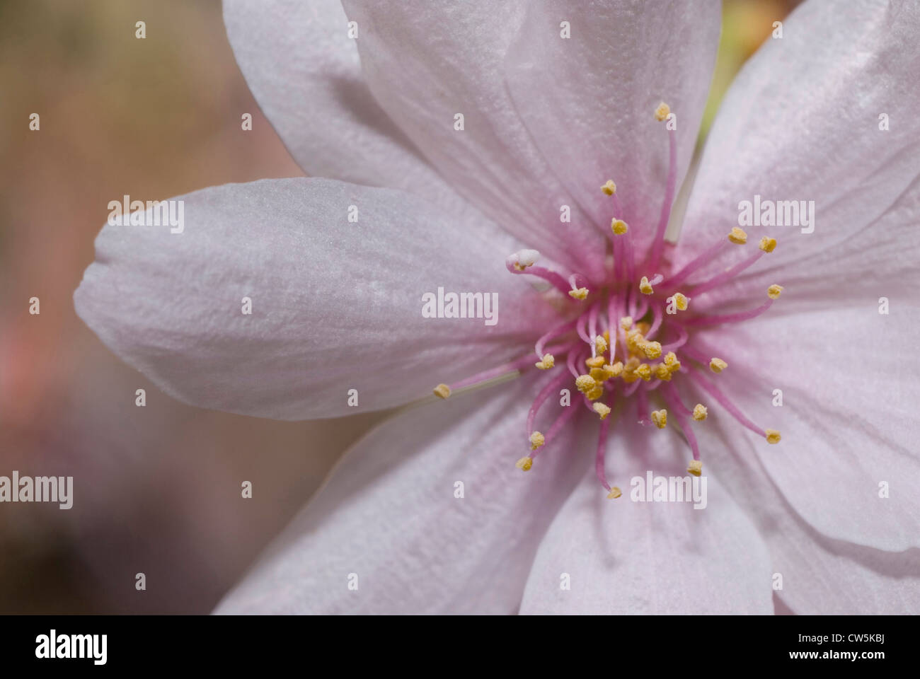 Nahaufnahme einer Anemone Blume (Anemone Nemorosa) Stockfoto