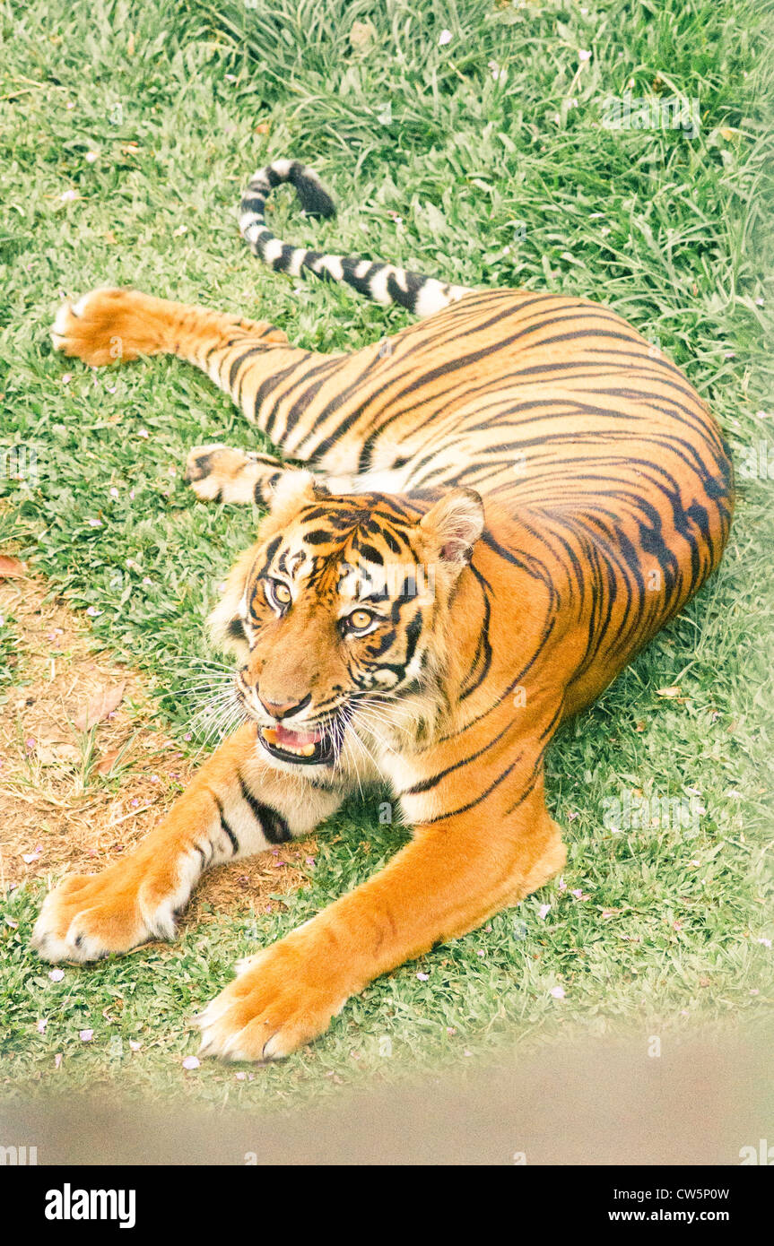 ein Tiger mit einem amputierten Bein wird geglaubt, um Opfer von tierischen Wilderei, sein Foto in Sumatra, Indonesien. Stockfoto