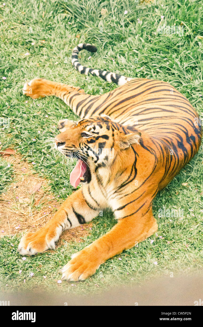 ein Tiger mit einem amputierten Bein wird geglaubt, um Opfer von tierischen Wilderei, sein Foto in Sumatra, Indonesien. Stockfoto