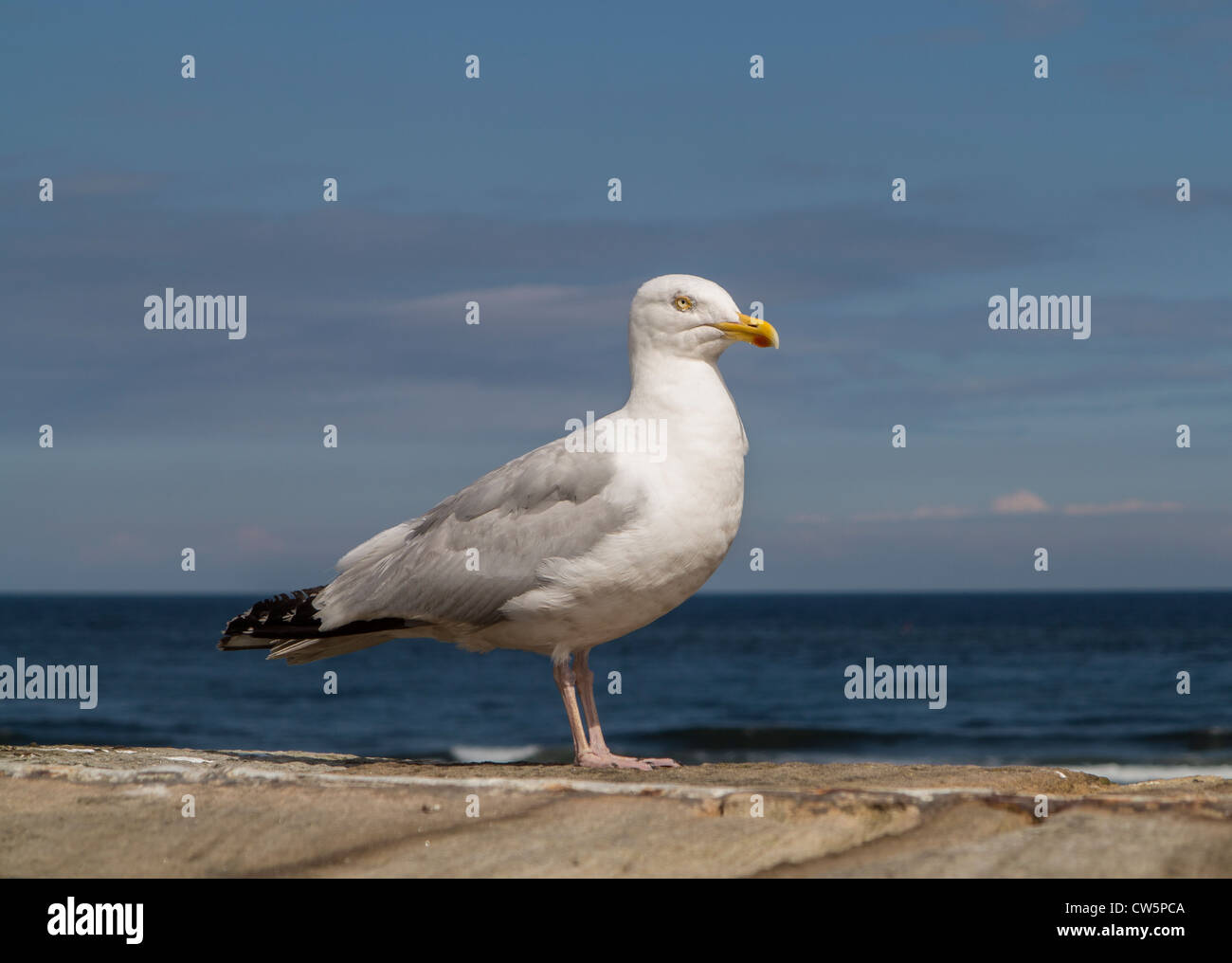 Herring Gull Yorkshire Coast UK Stockfoto