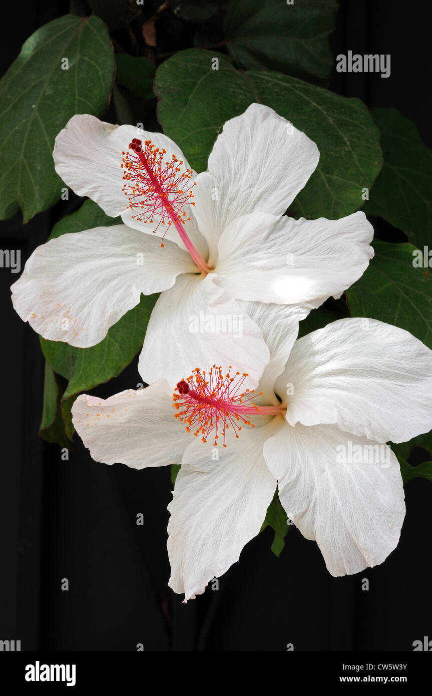 Weiße Hibiskusblüten (Rose of China). Stockfoto