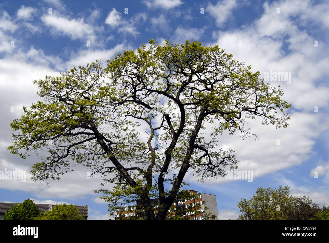 Baum Stockfoto