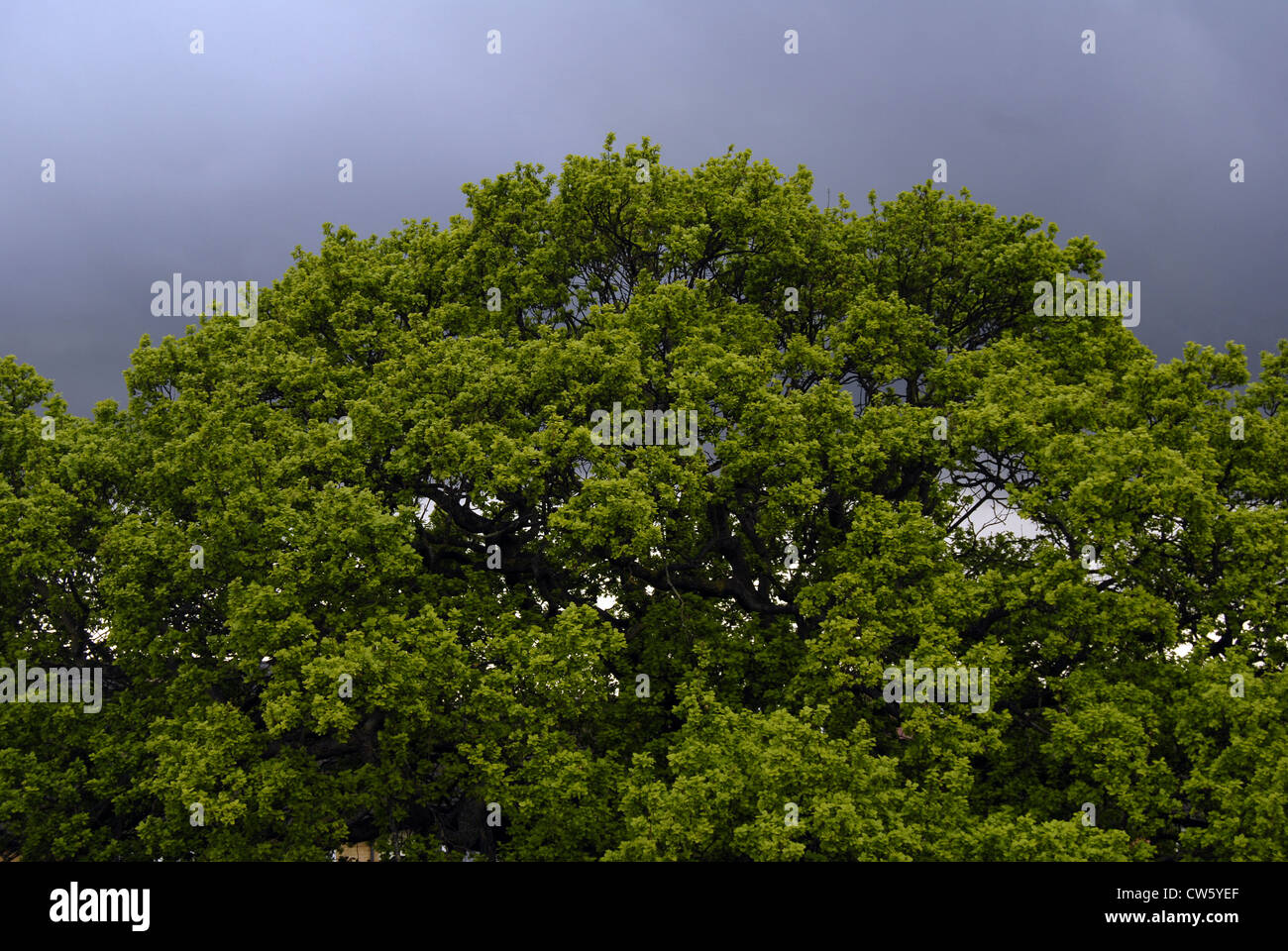 Eiche im Land Stockfoto