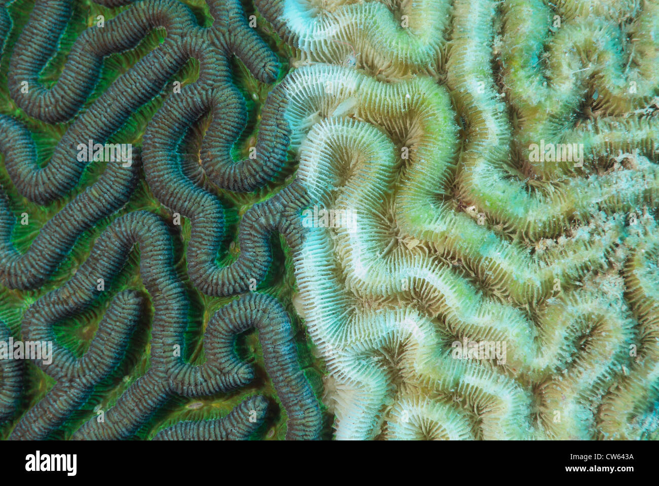 Hirnkoralle Diploria SP., mit der weißen Syndrom Krankheit im Barrier Reef in Belize, Mittelamerika, Karibik Stockfoto