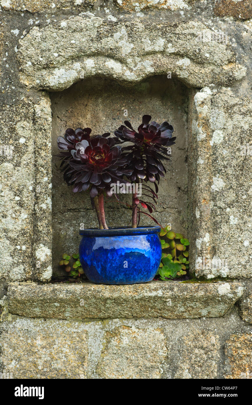 Schwarz-Aeonium im blauen Topf, St Mary's, Scilly-Inseln Stockfoto