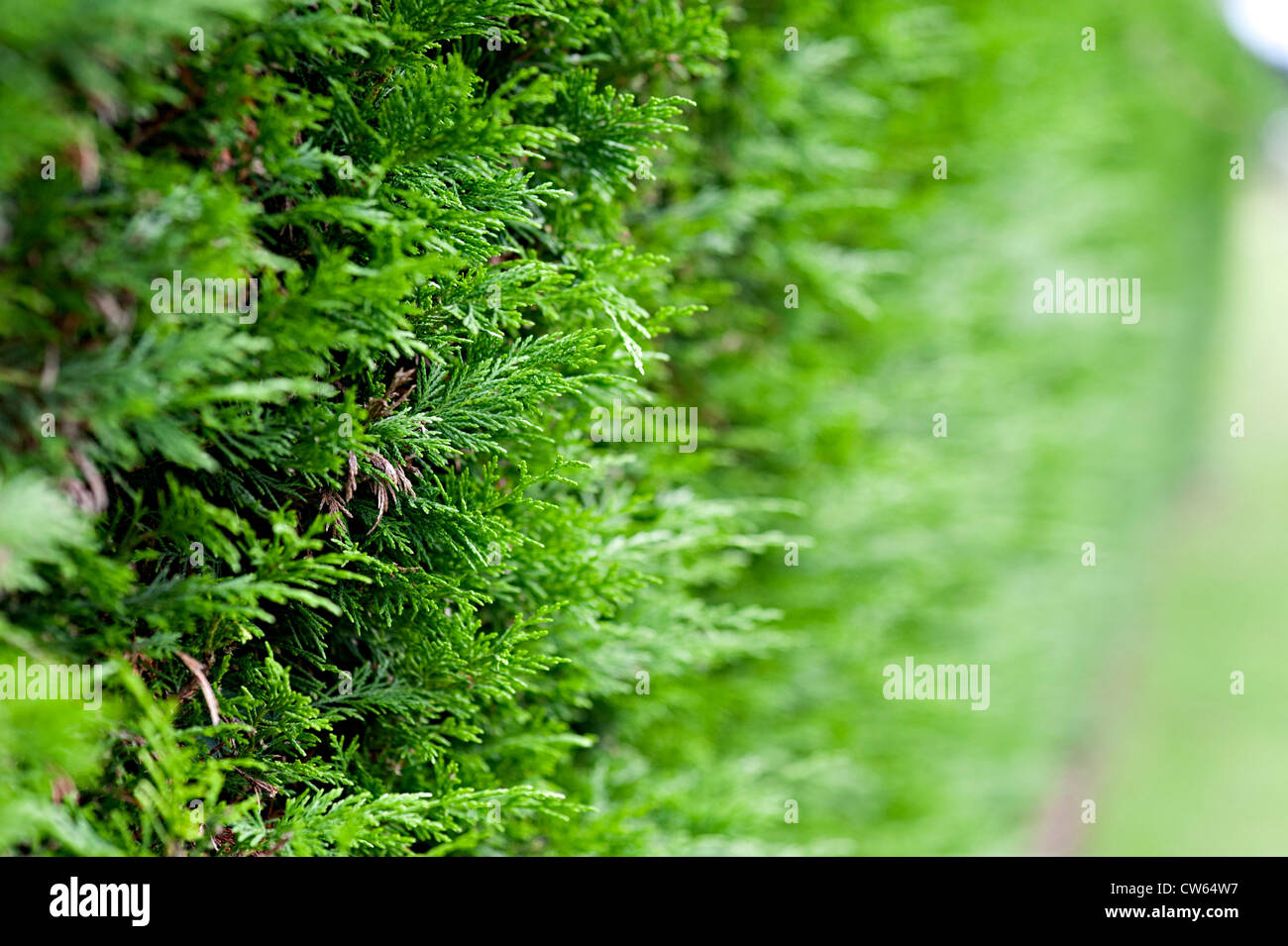 Leylandii grüne Busch Stockfoto