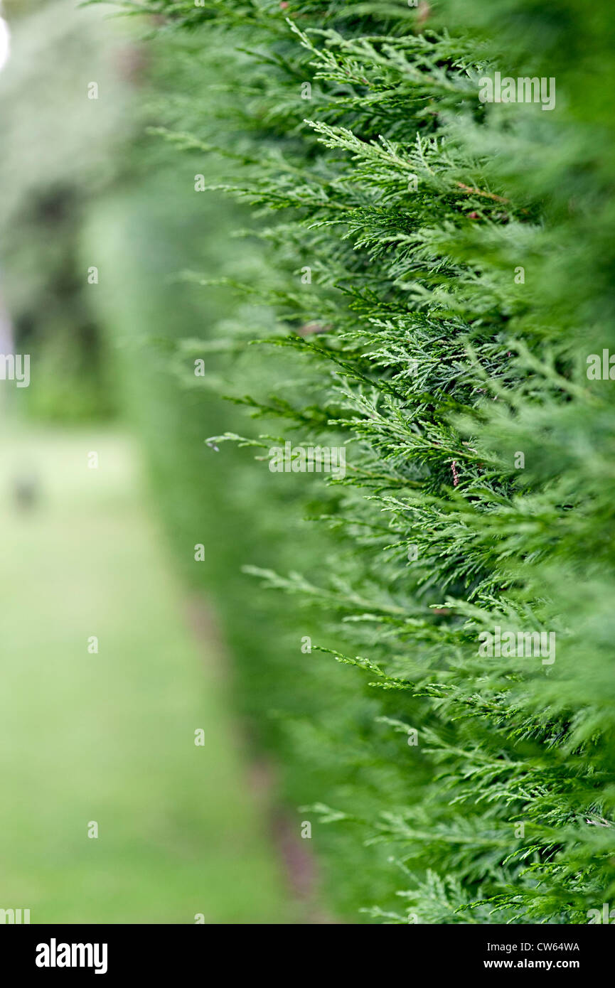 Leylandii grüne Busch Stockfoto