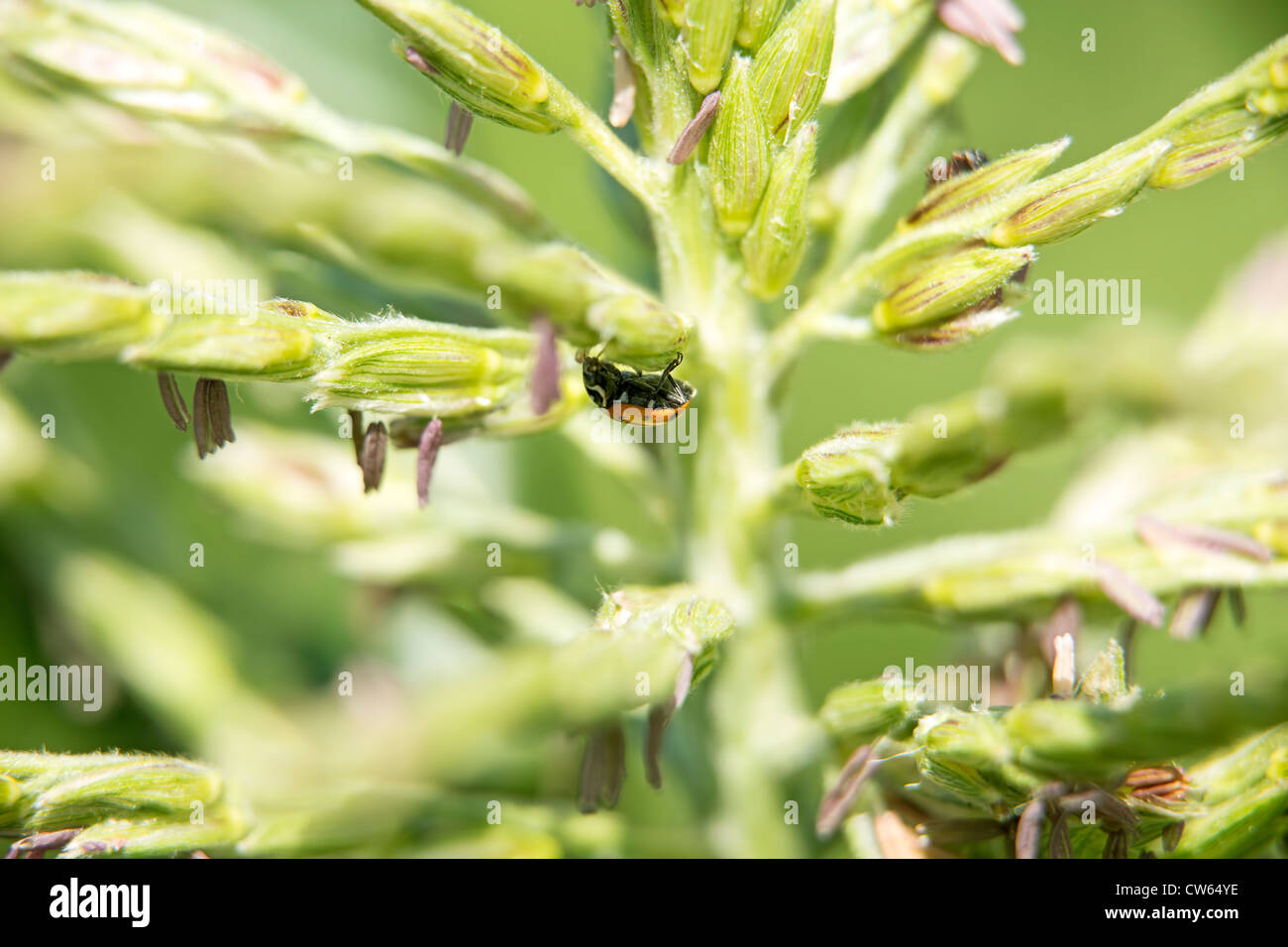 Makrofoto des ein Marienkäfer auf einem Stiel von Mais, sonnige, helle Farben. Stockfoto