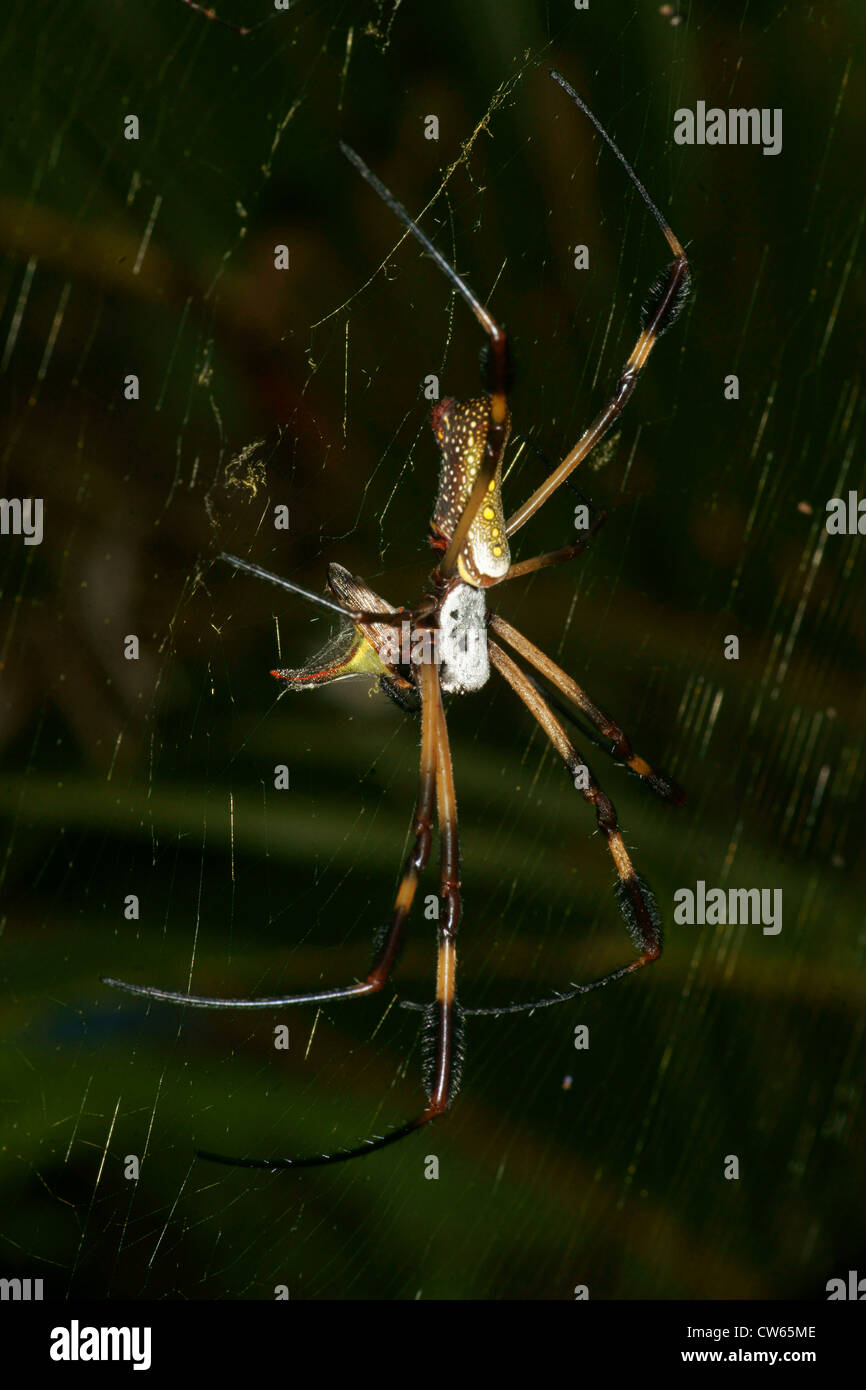 Golden Orb Spider Web Stockfoto