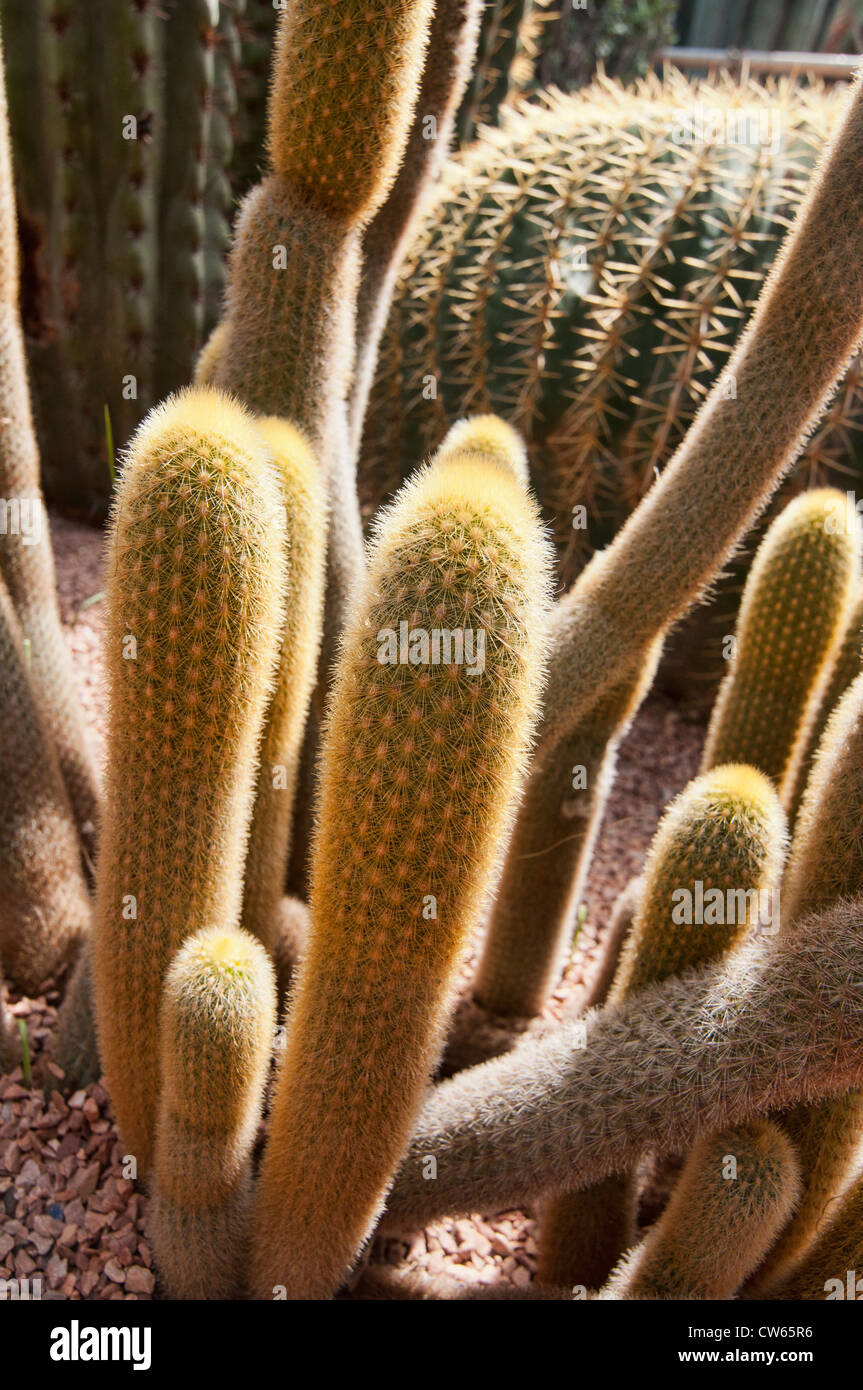 Espostoa Lanata Kakteen in den Marjorelle Gärten in Marrakesch, Marokko Stockfoto