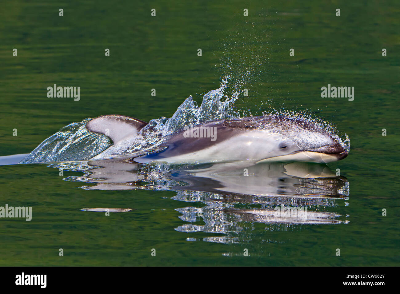 Wild Pacific White doppelseitige Dolphin spiegeln in ihren Überlegungen, Reisen mit hoher Geschwindigkeit in den Gewässern des Knight Inlet, BC Stockfoto