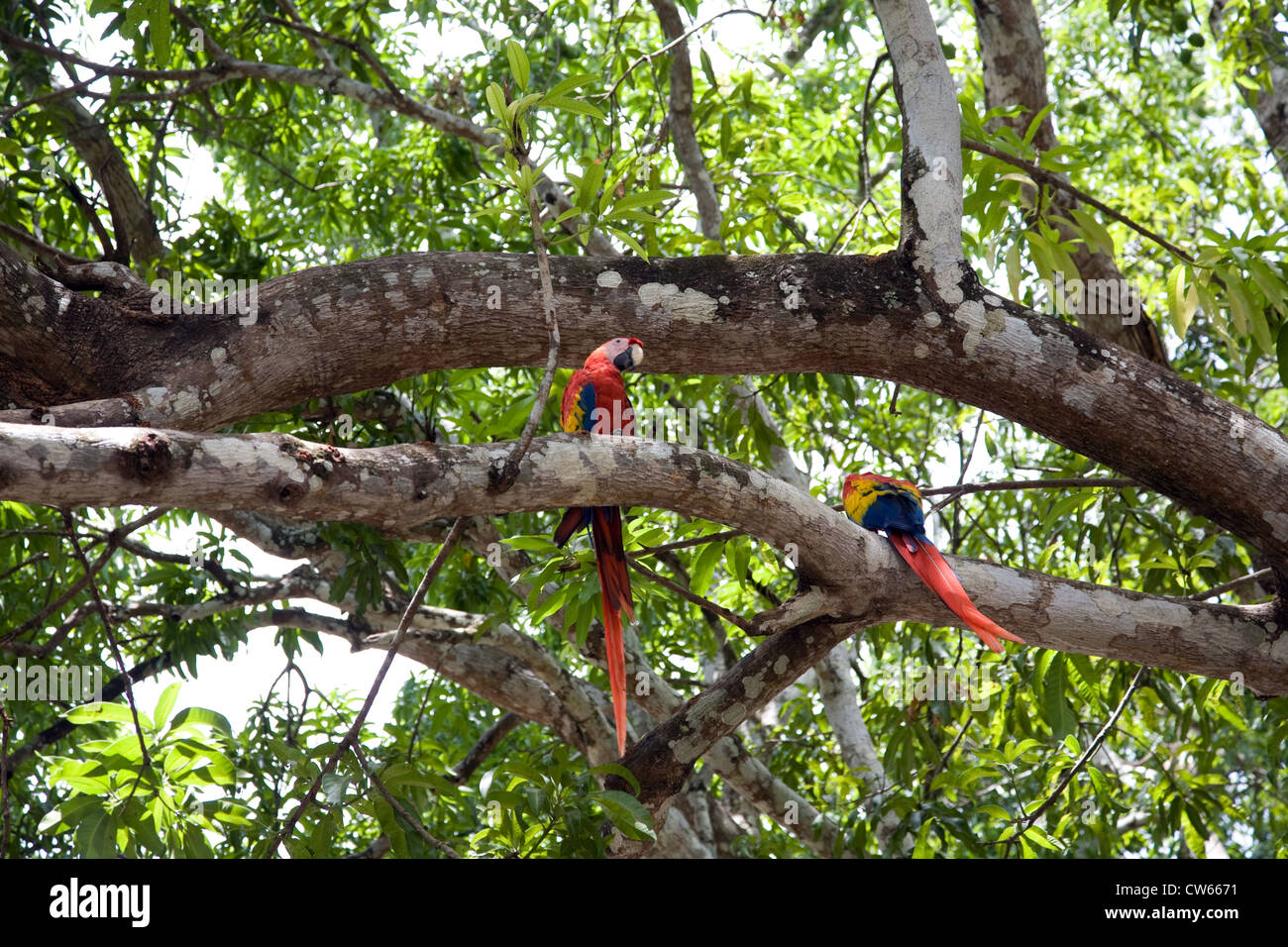 Costa Rica: Bunte Papageien Funken bis mittleren Gebiete des Landes. Stockfoto