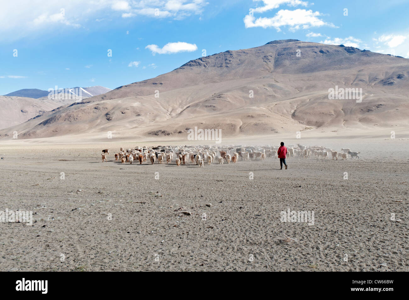 Junge Junge Nomade mit einer Herde von Ziegen Pashmina im Dibring Village ein nomadisches Dorf in Ladakh, Indien Stockfoto