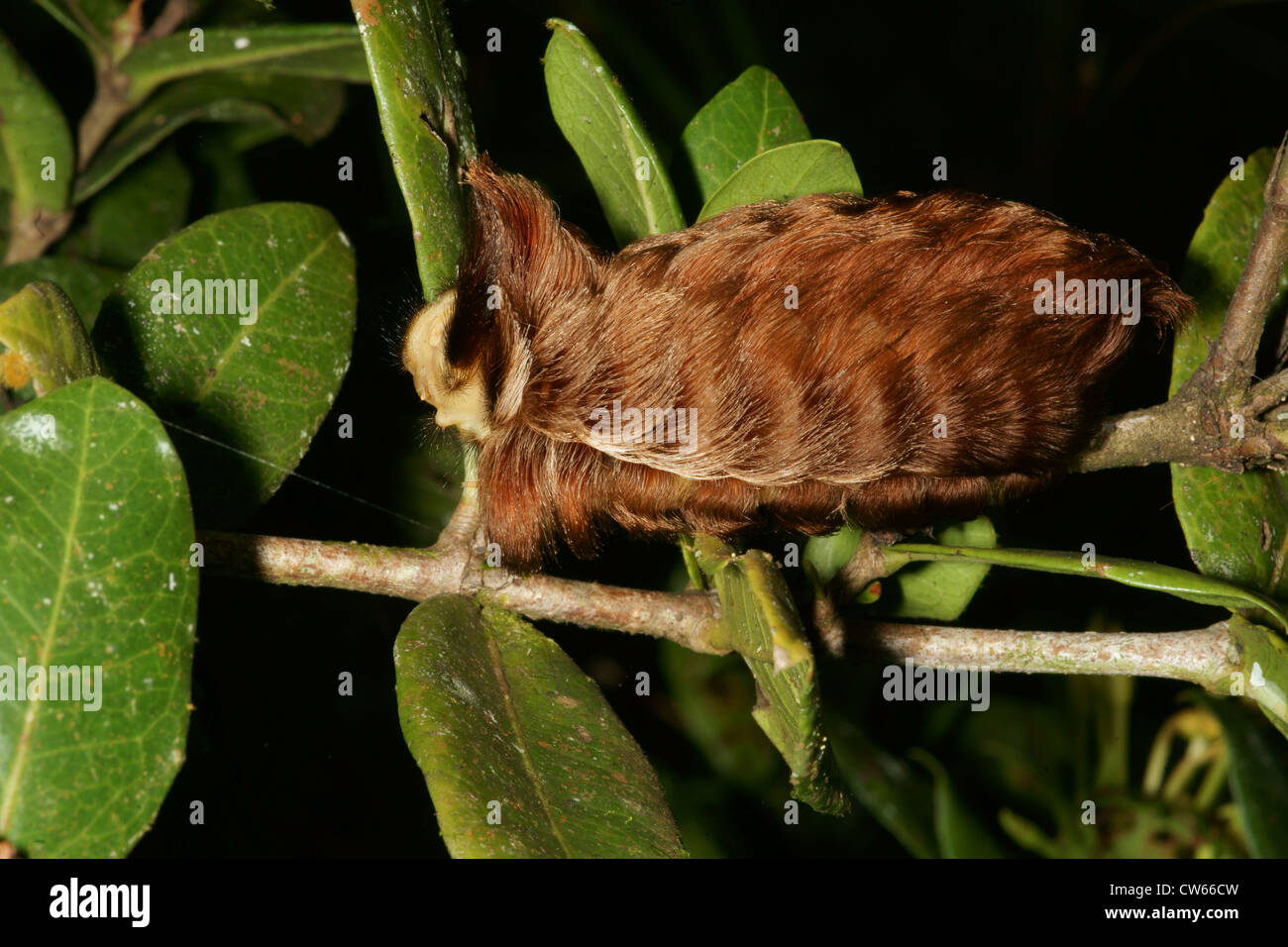Braune haarige raupe -Fotos und -Bildmaterial in hoher Auflösung – Alamy