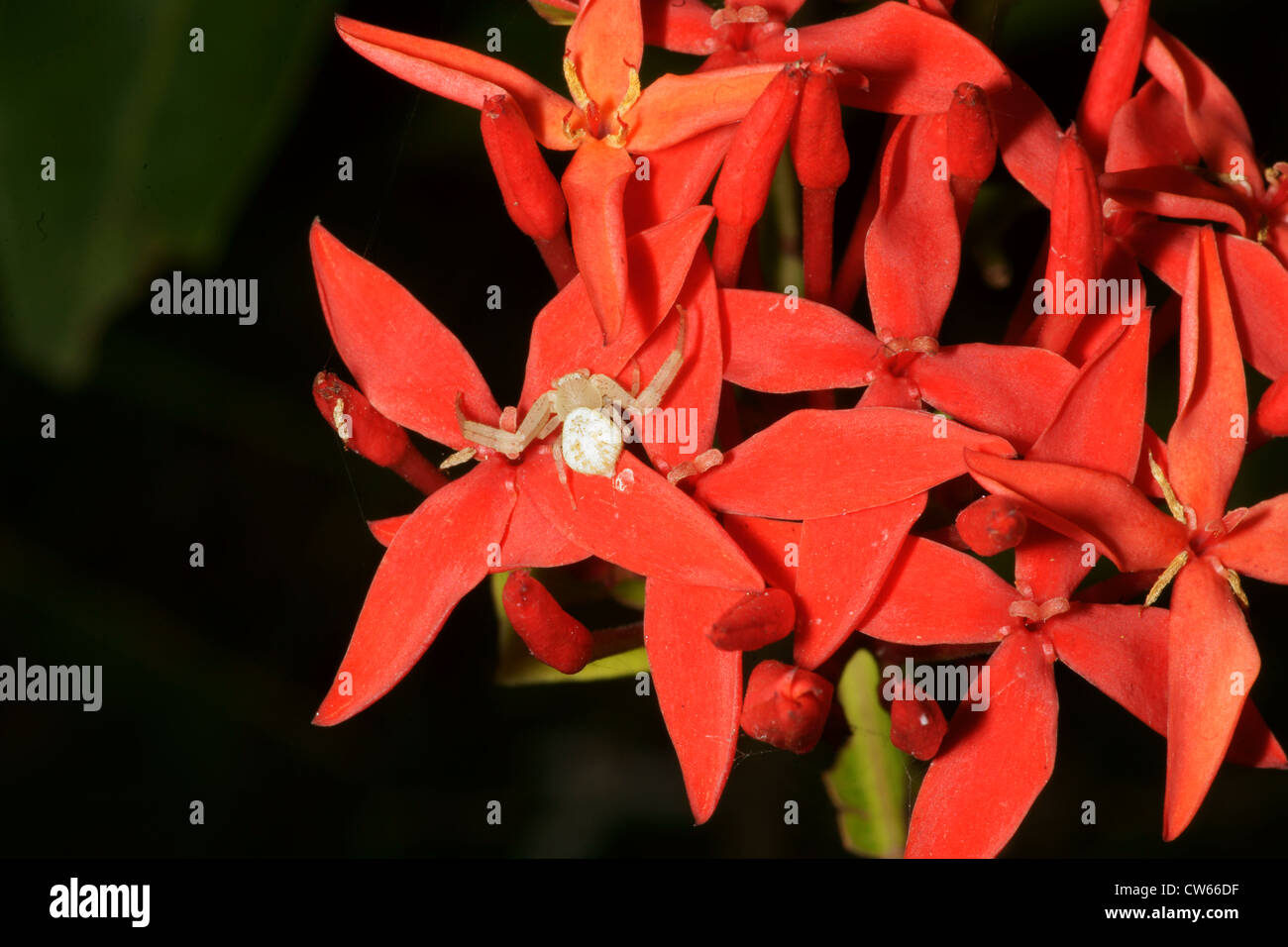 Weiße Krabbenspinne auf rote Blume Stockfoto