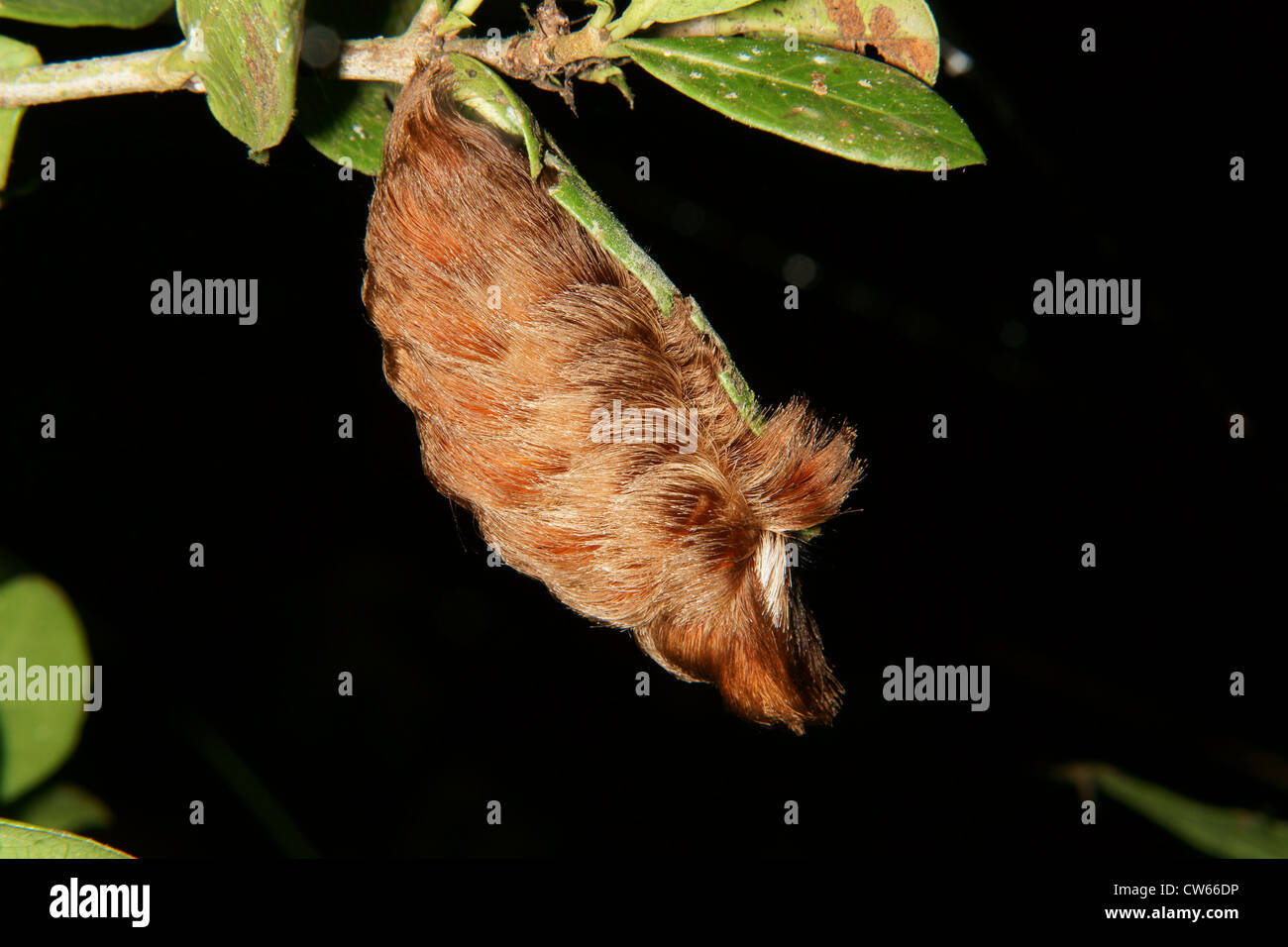 braun haarige Raupe auf Anlage Stockfoto