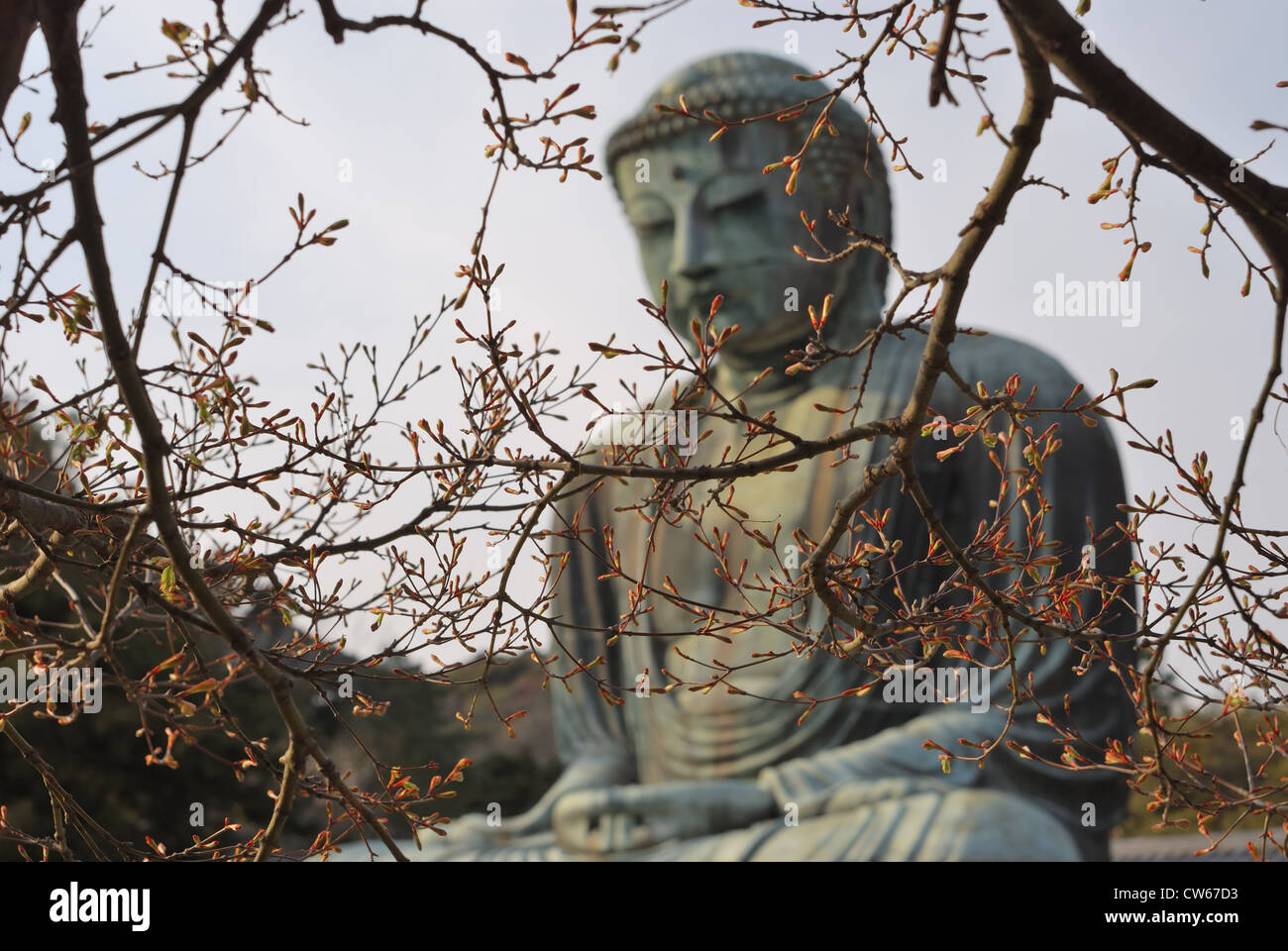 malerischen Frühling Bild der japanischen Wahrzeichen, Giant Buddha in Kamakura Stadt; Blüte-Äste im Fokus Stockfoto