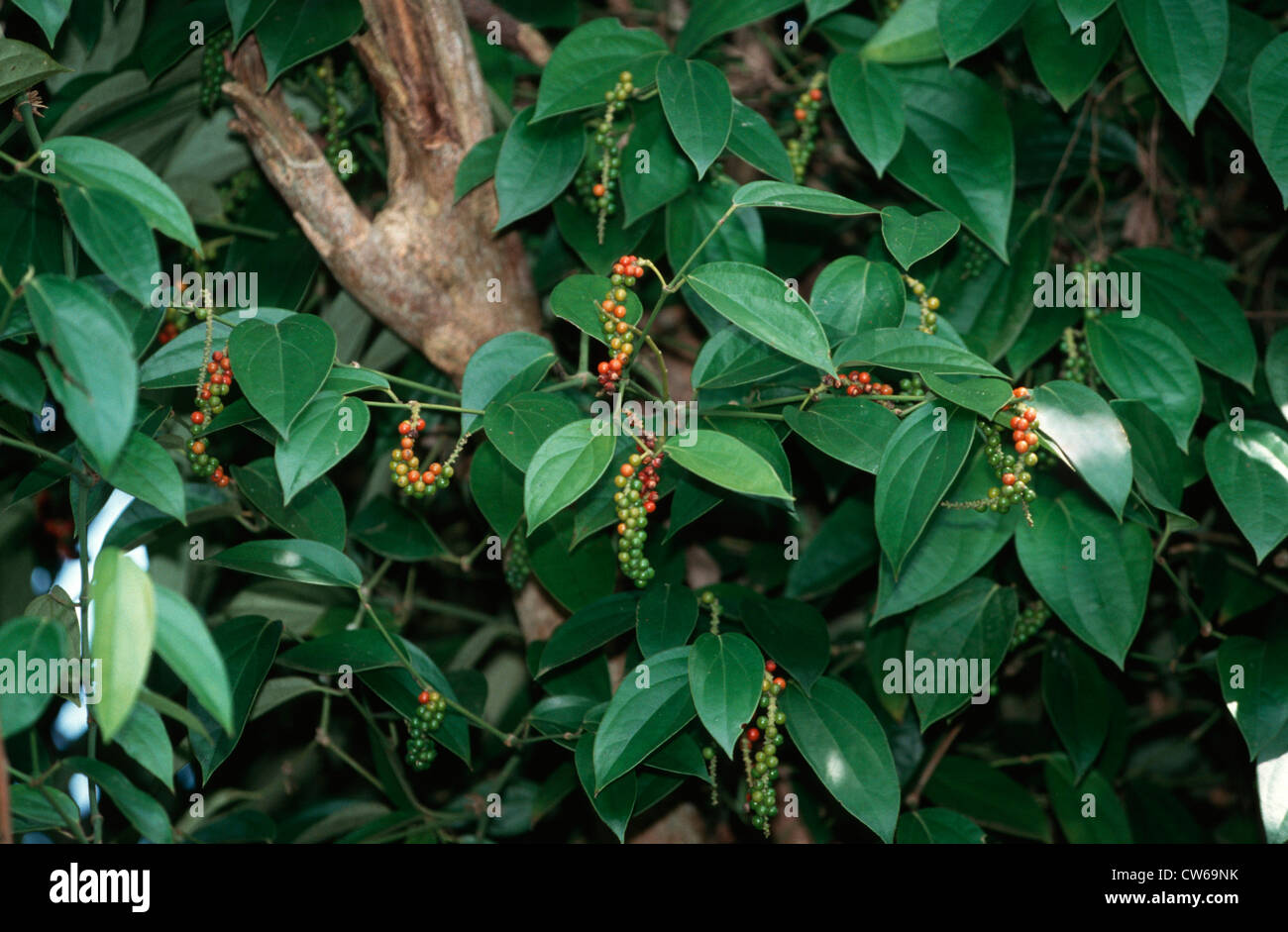 schwarzer Pfeffer (Piper Nigrum), Früchte an einem Zweig Stockfoto