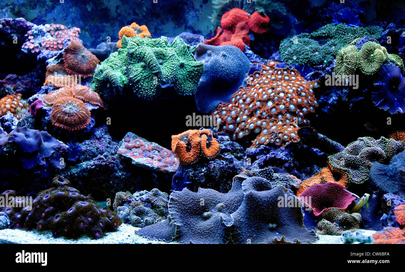 Entworfen für die Aufbewahrung von Korallen Korallenriff-Aquarium zeigen, dass fluoreszierende Farben, wenn mit blau-aktinische Licht beleuchtet Stockfoto