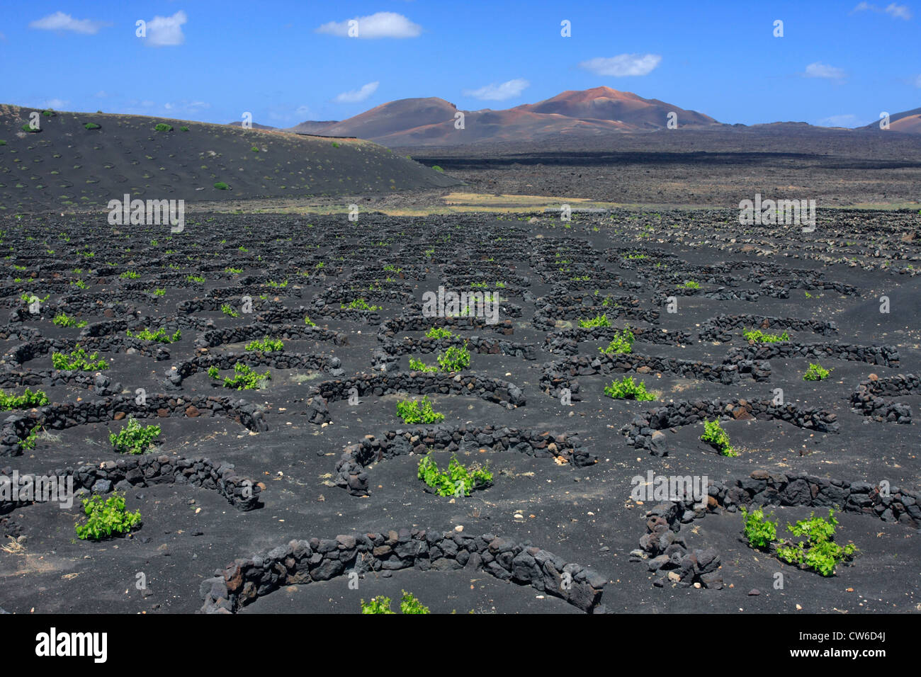 Vine Yard auf Vulkangestein, Trockengebieten Landwirtschaft, Kanarische Inseln, Lanzarote Stockfoto