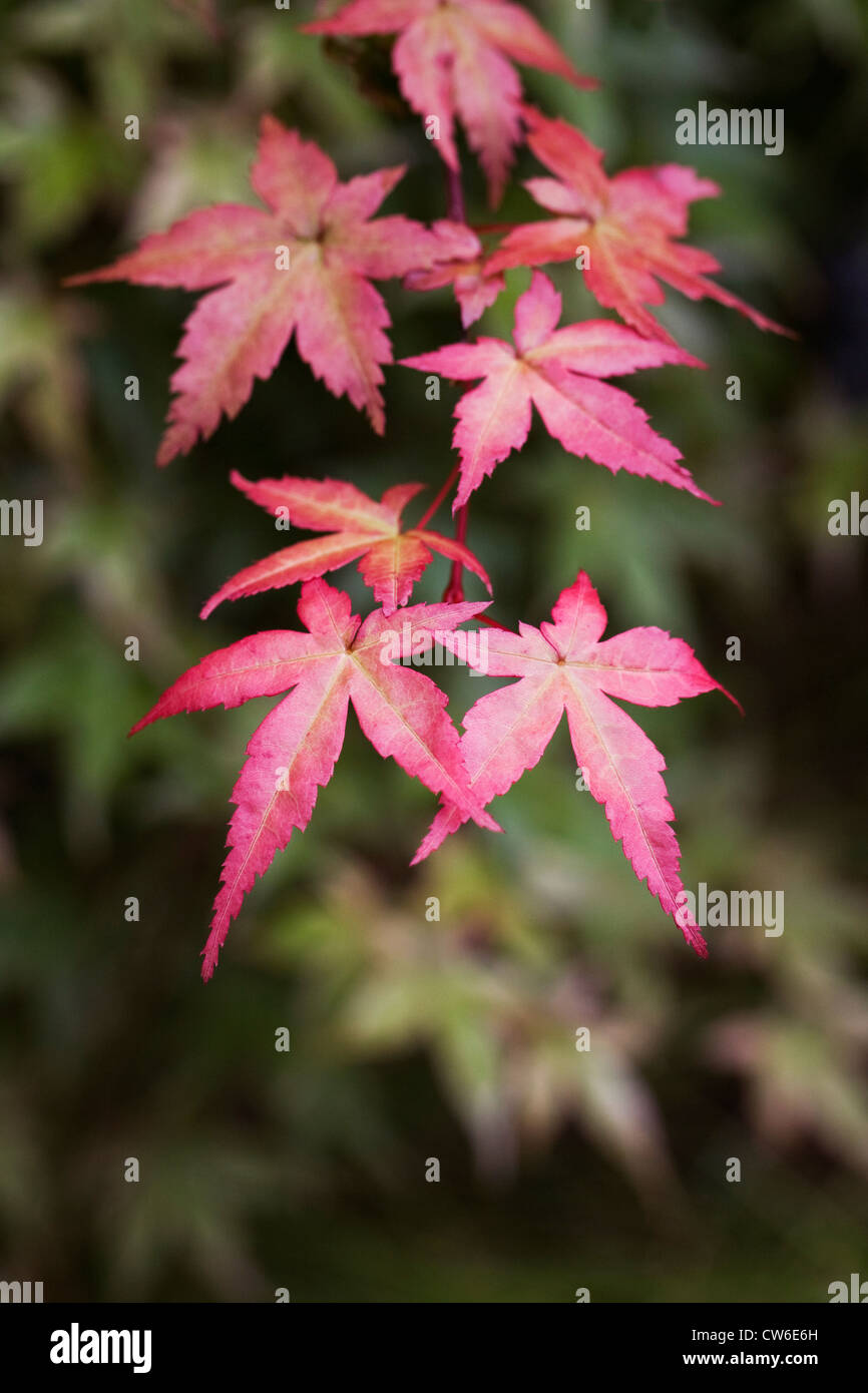 Acer Palmatum. Japanische Ahornblätter. Stockfoto
