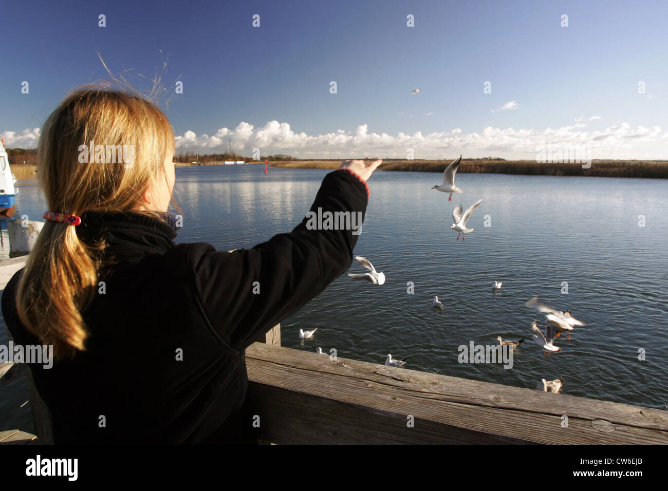 Zingst, eine Frau, die Fütterung von Möwen auf die Bucht Stockfoto