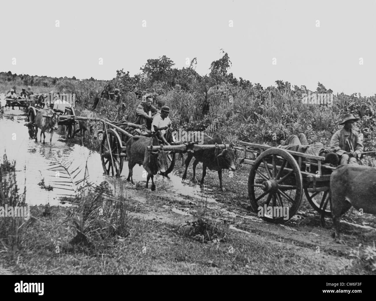 Ochsen-Karren-Transport Alliierten Verwundeten von Myitkyina, Mai 1944 Stockfoto