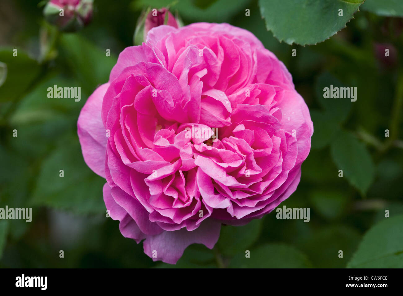Rosa 'Louise Odier'. Bourbon rose Blume. Stockfoto
