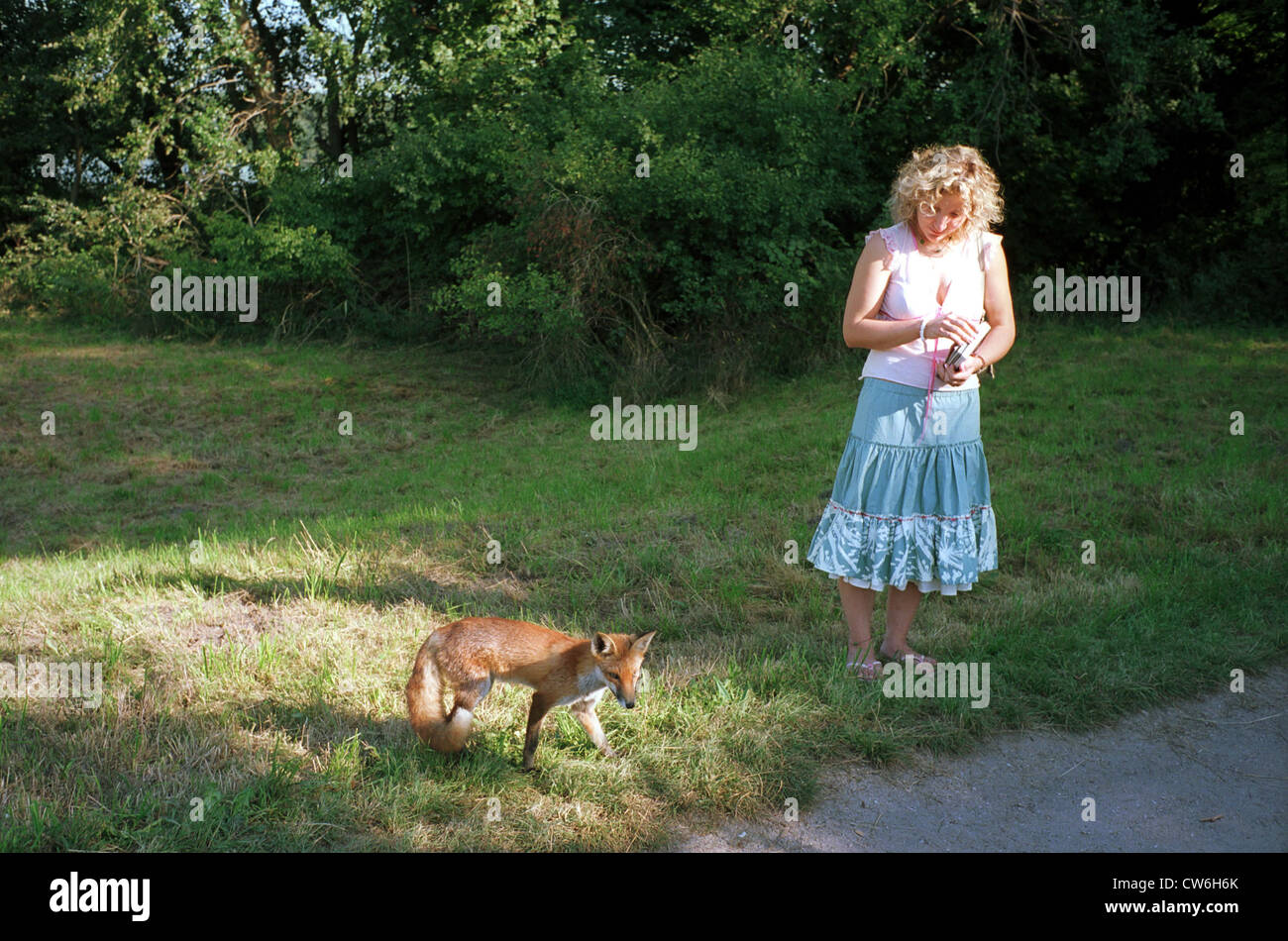 Berlin, wilden Fuchs trifft Frau Stockfoto